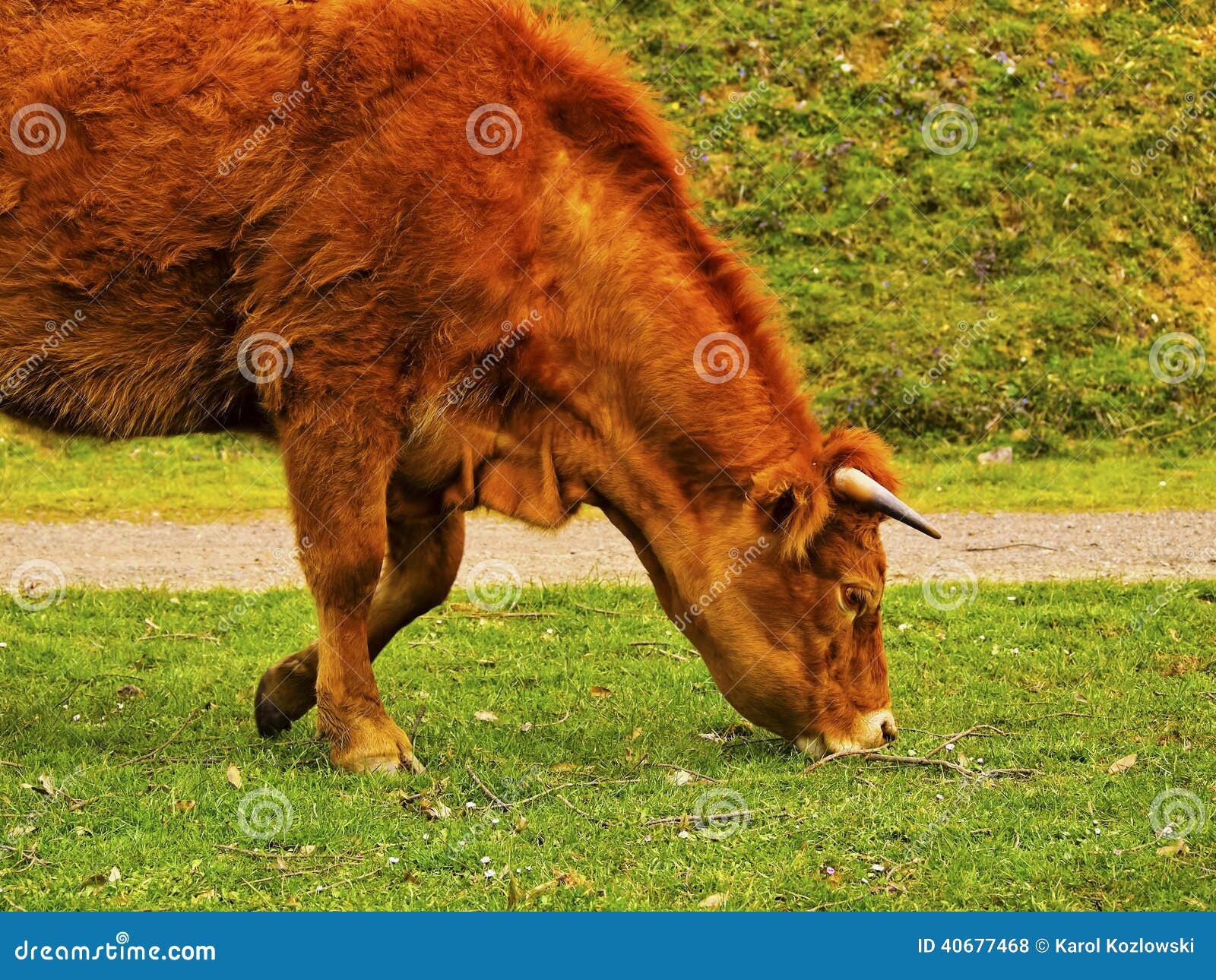 brown cow in la arboleda near bilbao