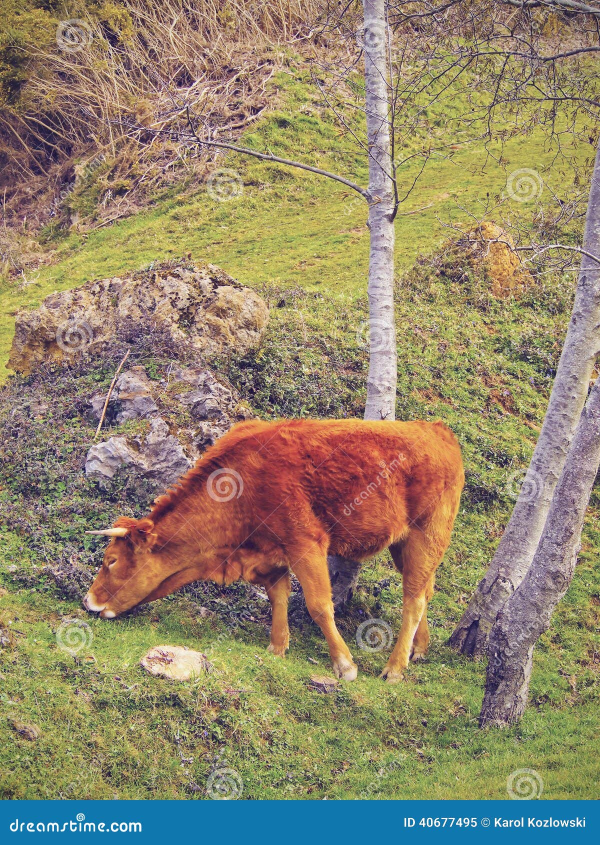brown cow in la arboleda near bilbao
