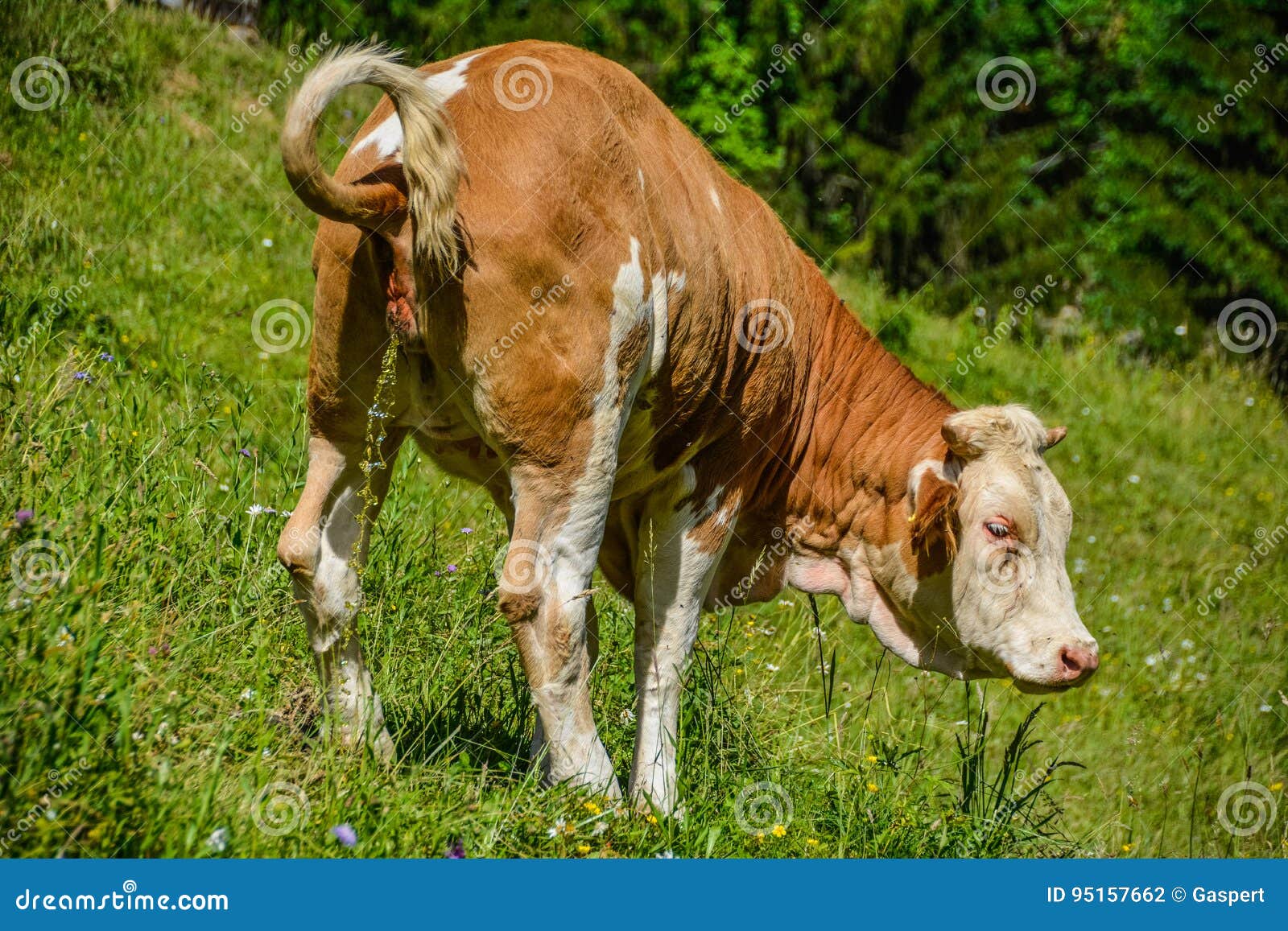 Cow Peeing Stock Photos Free & RoyaltyFree Stock Photos from Dreamstime
