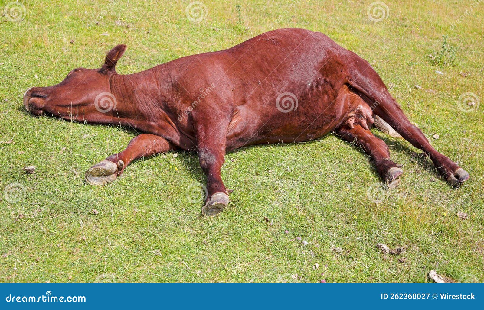 Brown Cow Sleeping in a Field Stock Image Image of mammal, brown