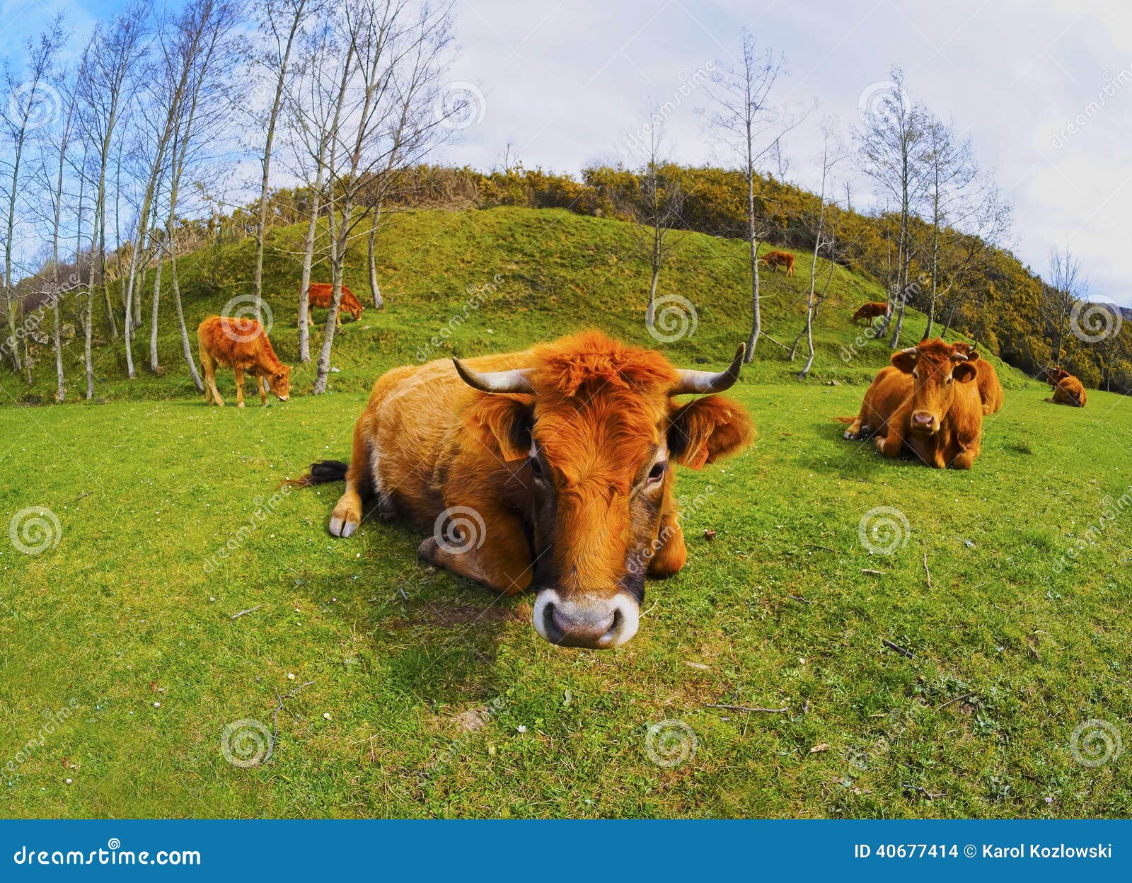 brown cows in la arboleda near bilbao