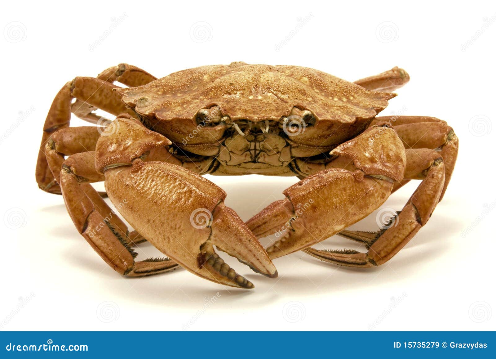 Brown crab stock image. Image of closeup, animal, crustacean 15735279