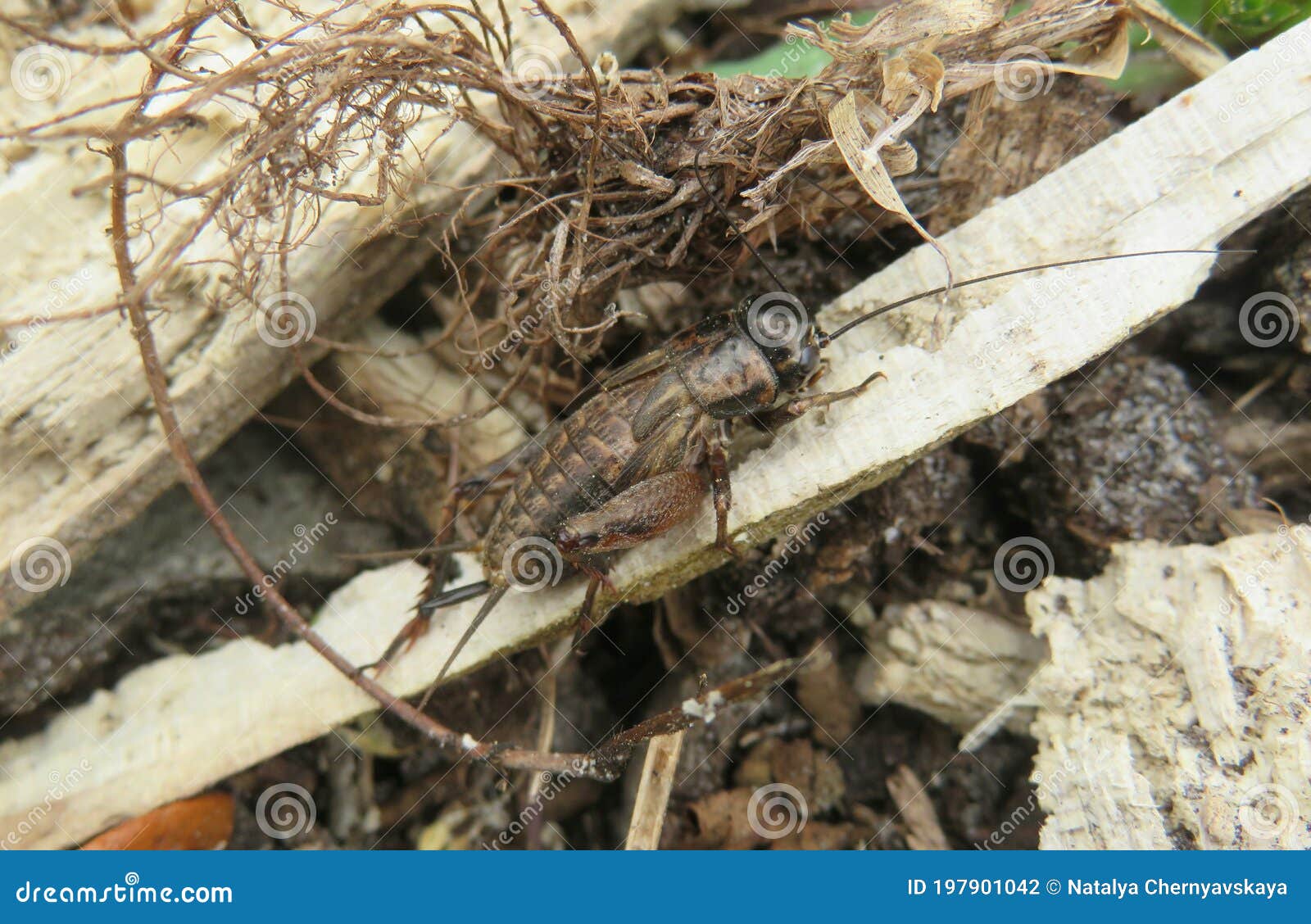 5 361 Brown Cricket Photos Free Royalty Free Stock Photos From Dreamstime