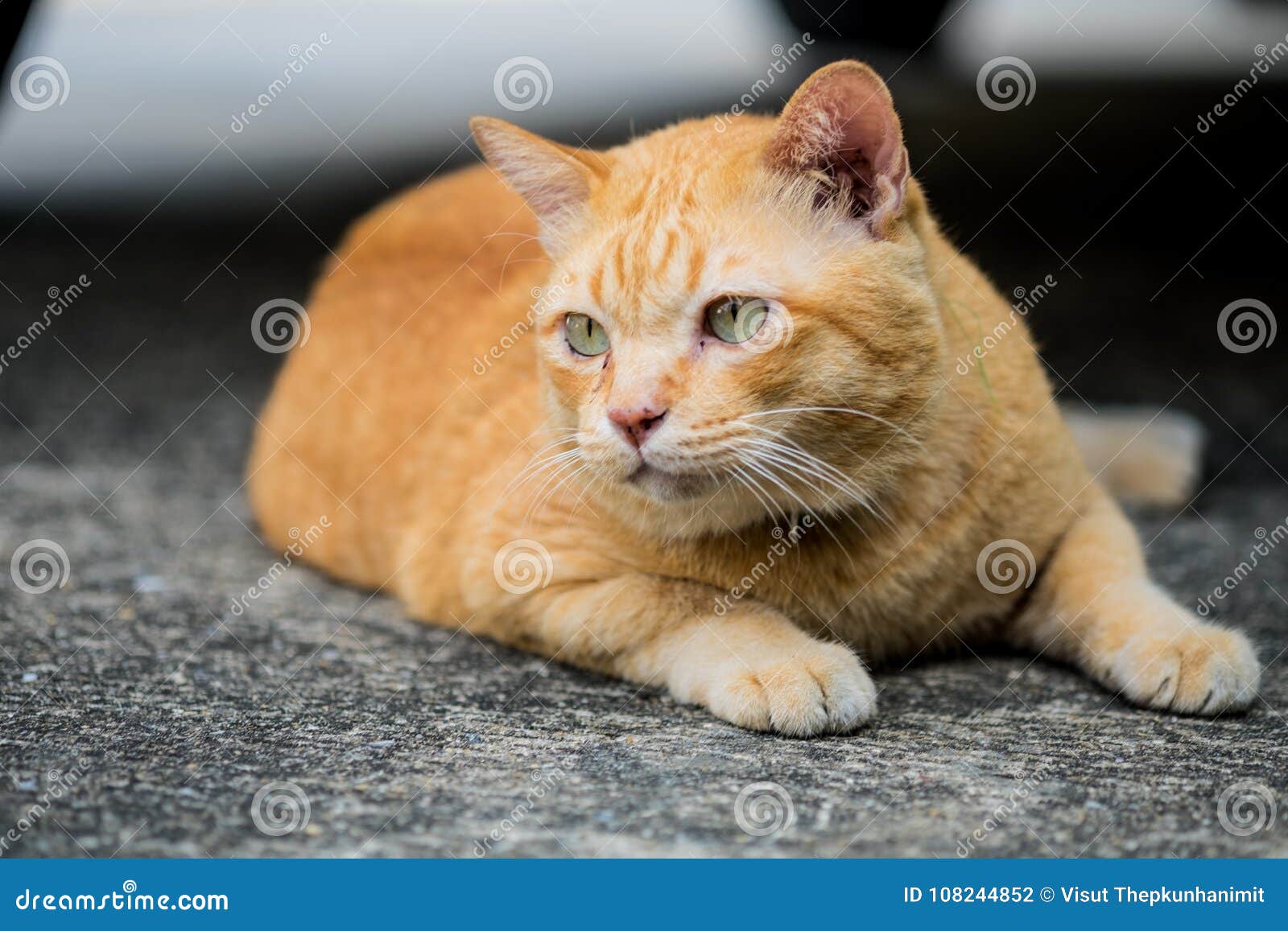 A Brown Cute Cat Lying Down. Stock Photo - Image of focus, cute: 108244852