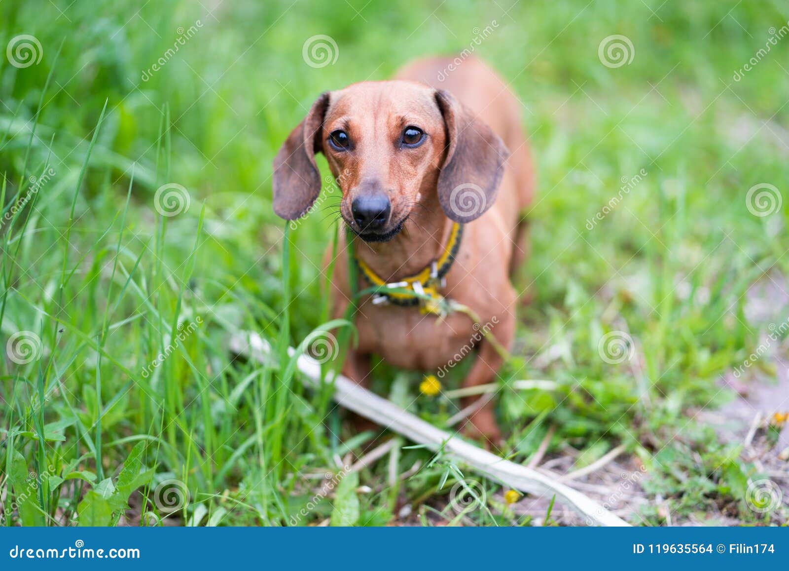 The Brown Dachshund Plays on the Grass with a Cane in the Teeth Stock
