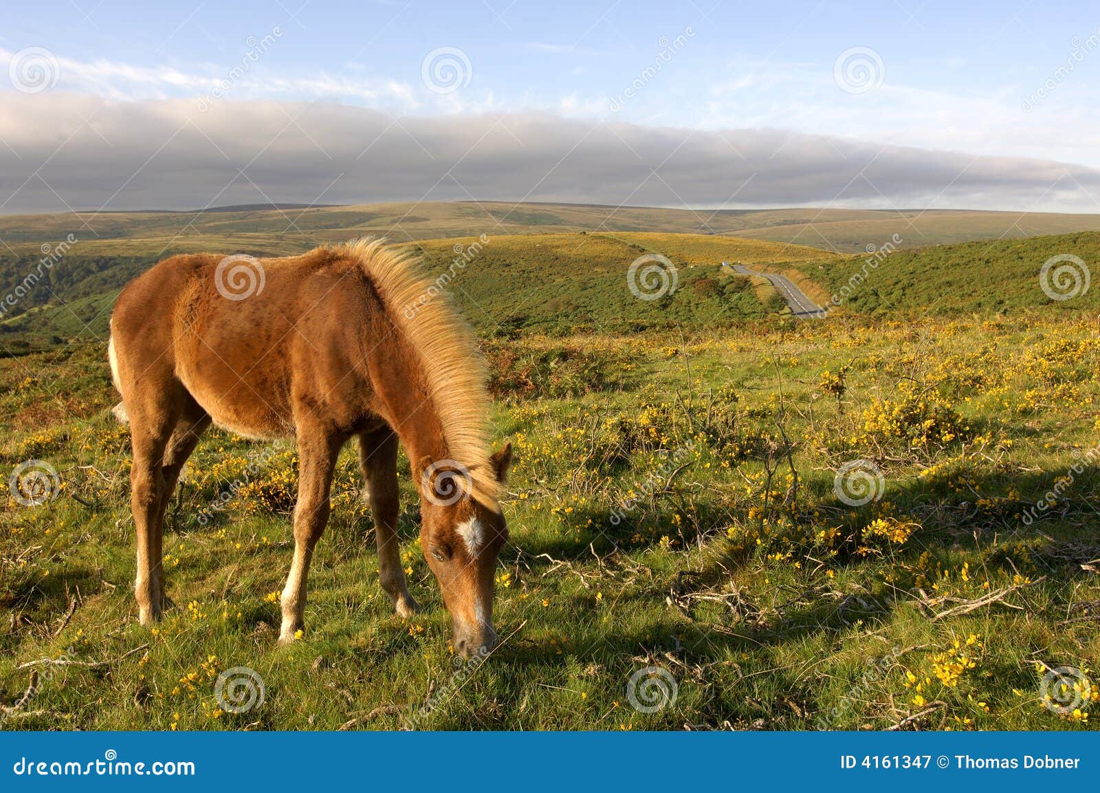 A Dartmoor Pony Looks For Food Stock Image 12401983