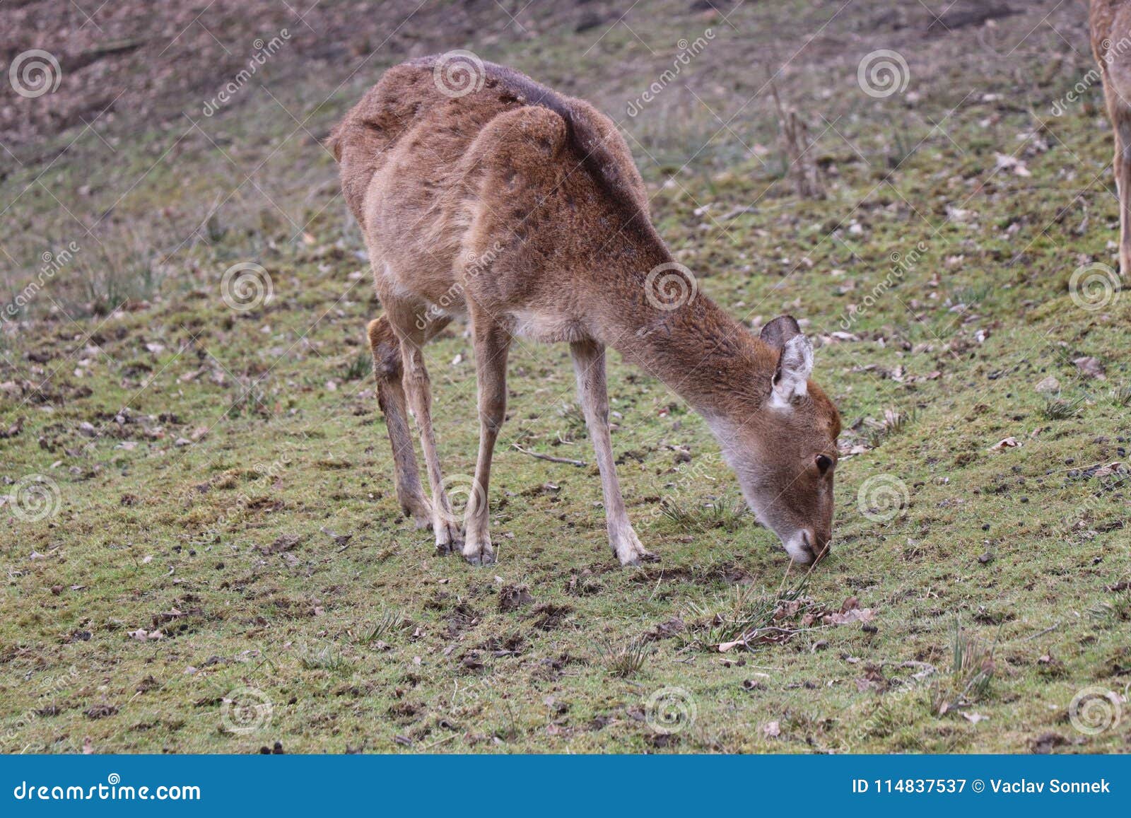 A Brown Deer without Antlers Eating Grass. Stock Image Image of