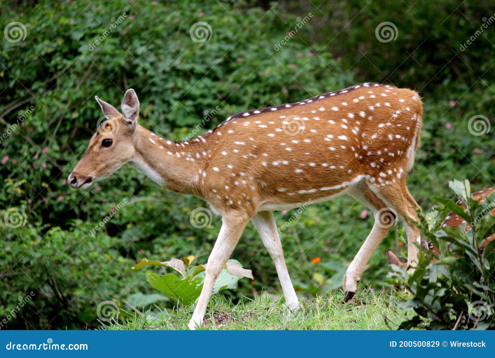 Brown deer in nature stock image. Image of animal, grass 200500829
