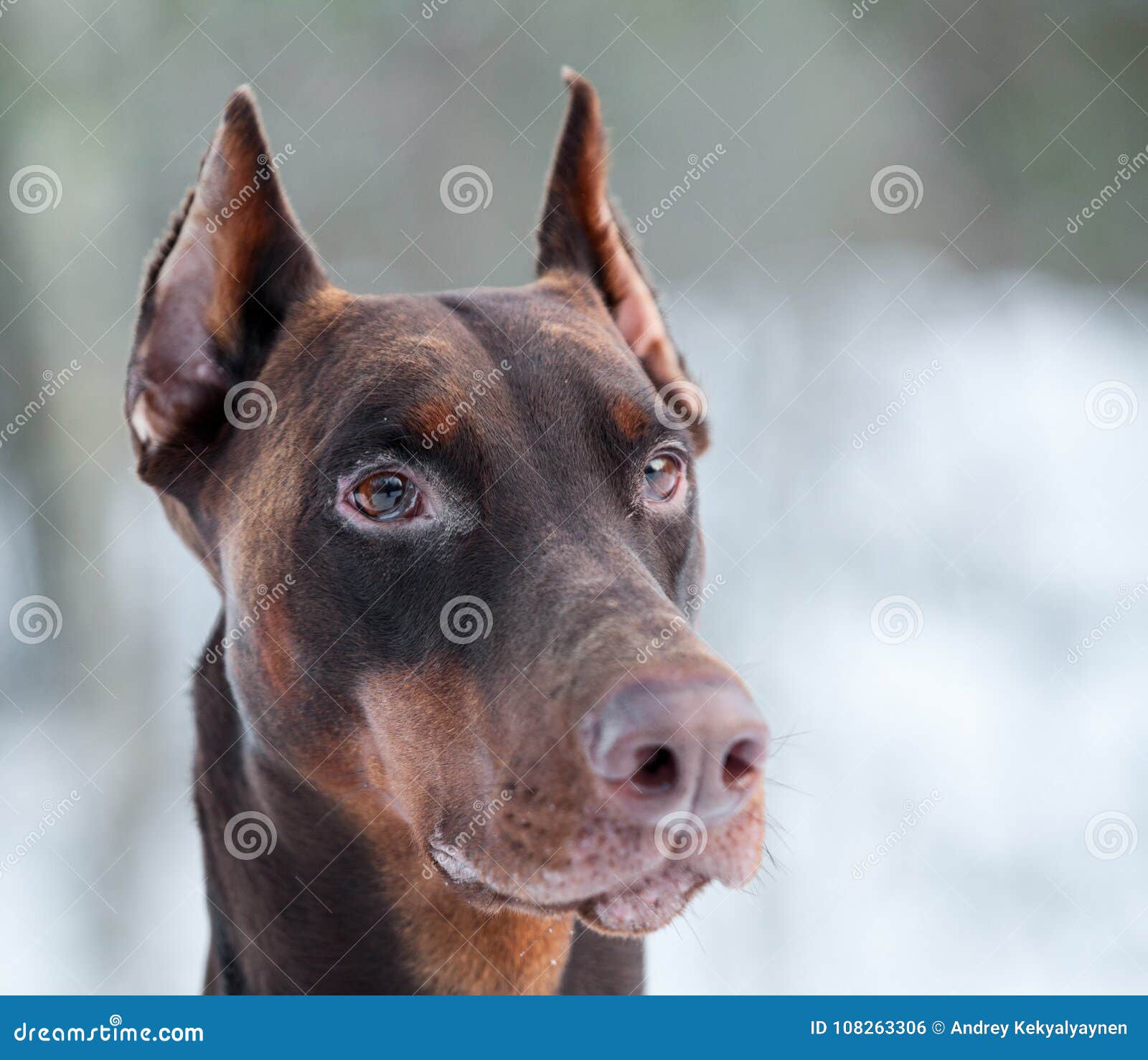 Brown Doberman Dog Muzzle with Watchful Ears Stock Photo Image of