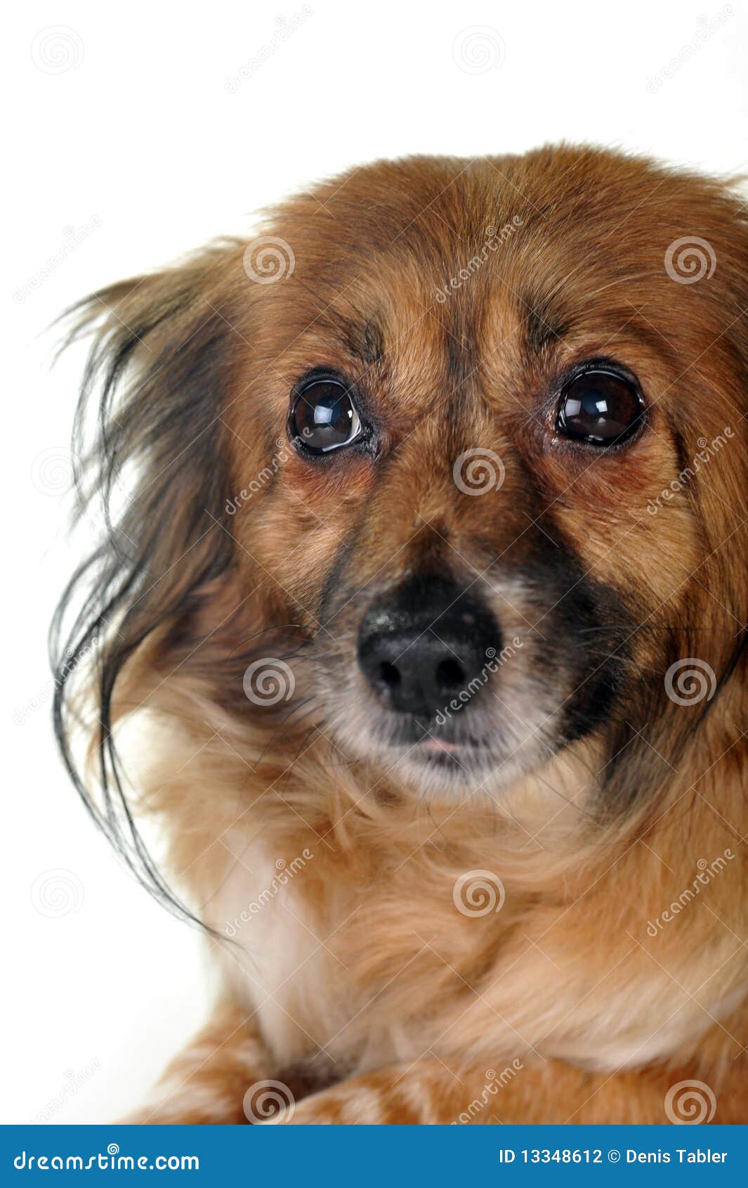 Brown dog stock photo. Image of mammal, hair, curiosity 13348612