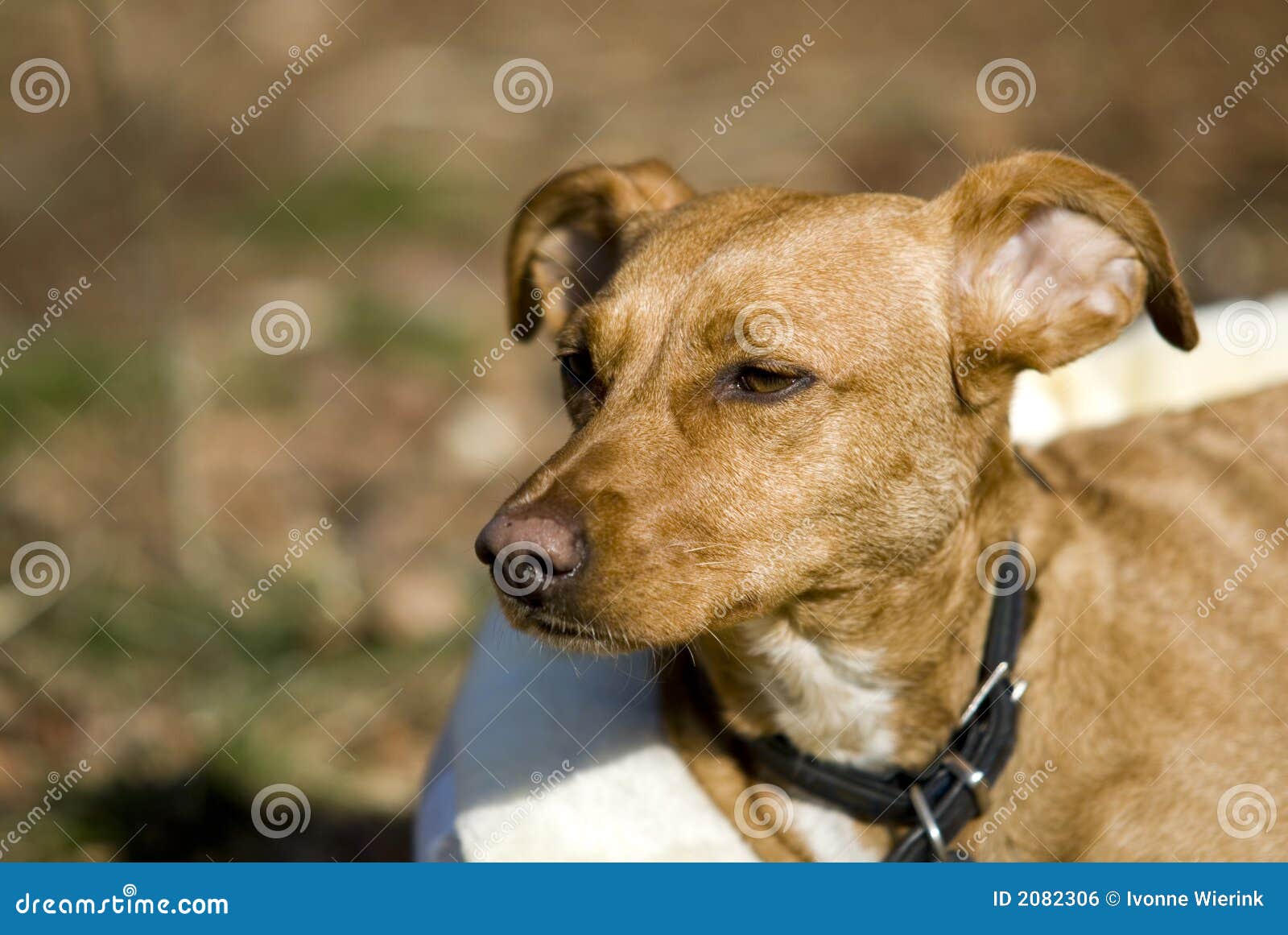 Brown dog stock photo. Image of spanish, basket, alert 2082306