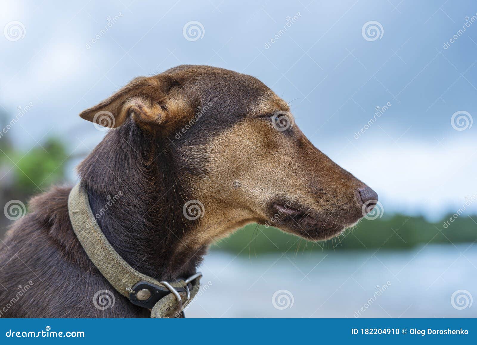 Brown Dog On The Beach Near Sea On The Island Of Zanzibar, Tanzania, Africa, Close Up Stock ...