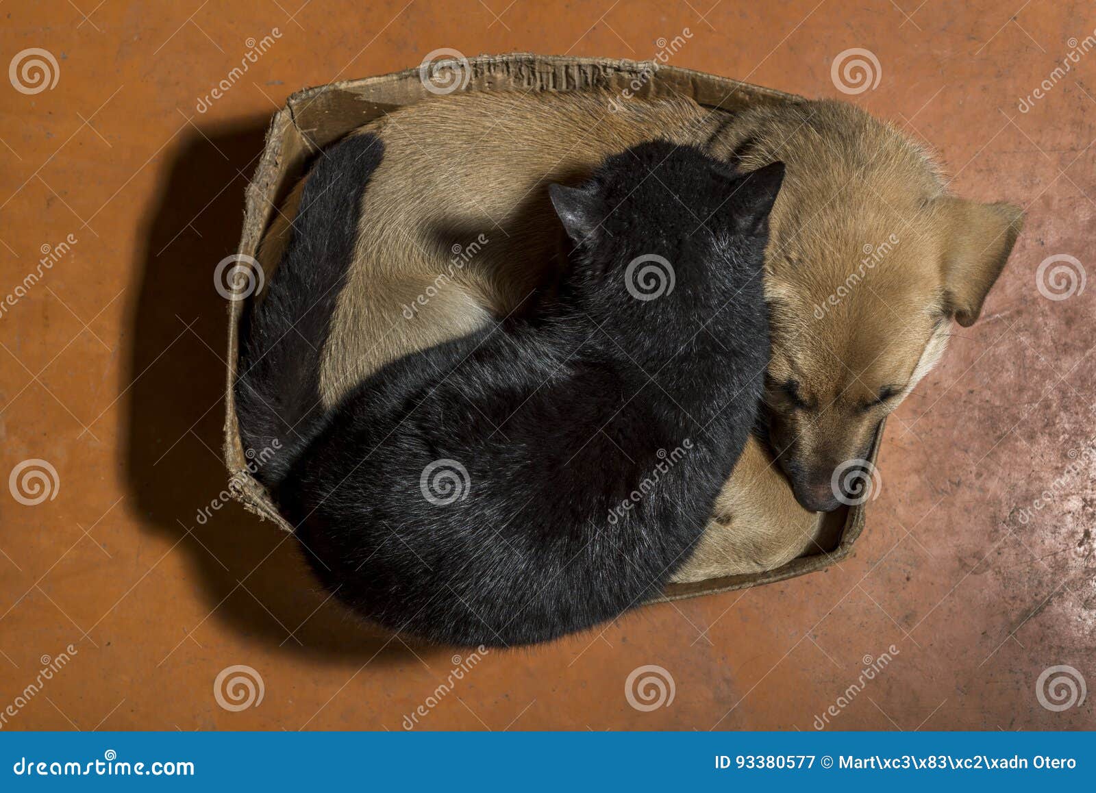 Brown dog and black cat stock image. Image of kitten 93380577