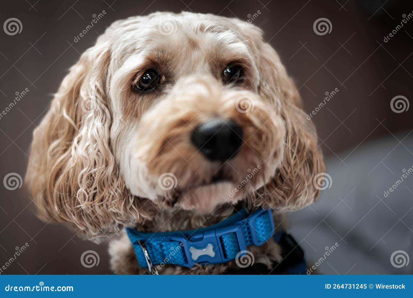 Brown Dog with a Blue Collar on a Blurred Background Stock Image
