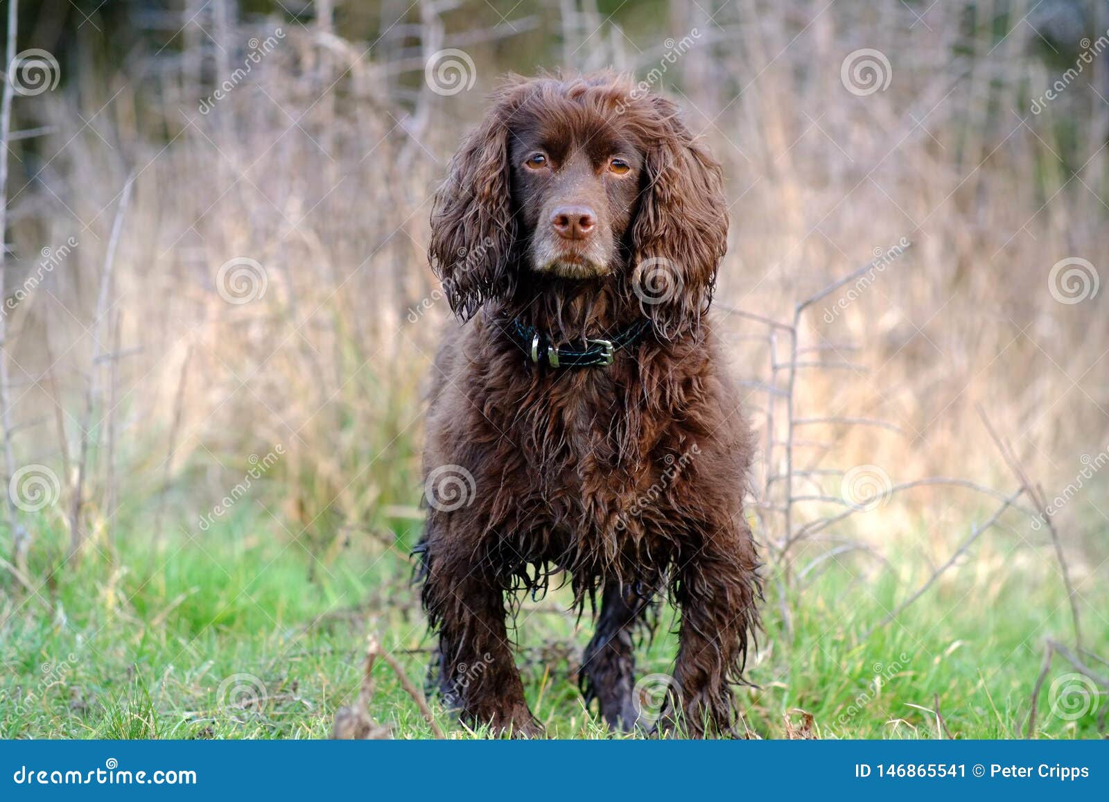 hairy cocker spaniel