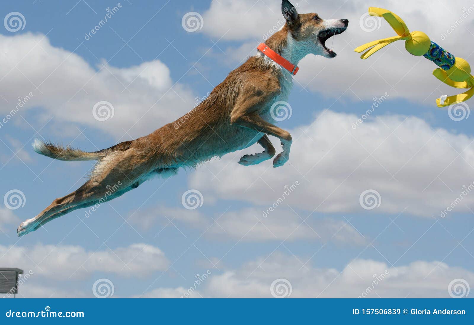 brown dog catching a yellow toy dock diving