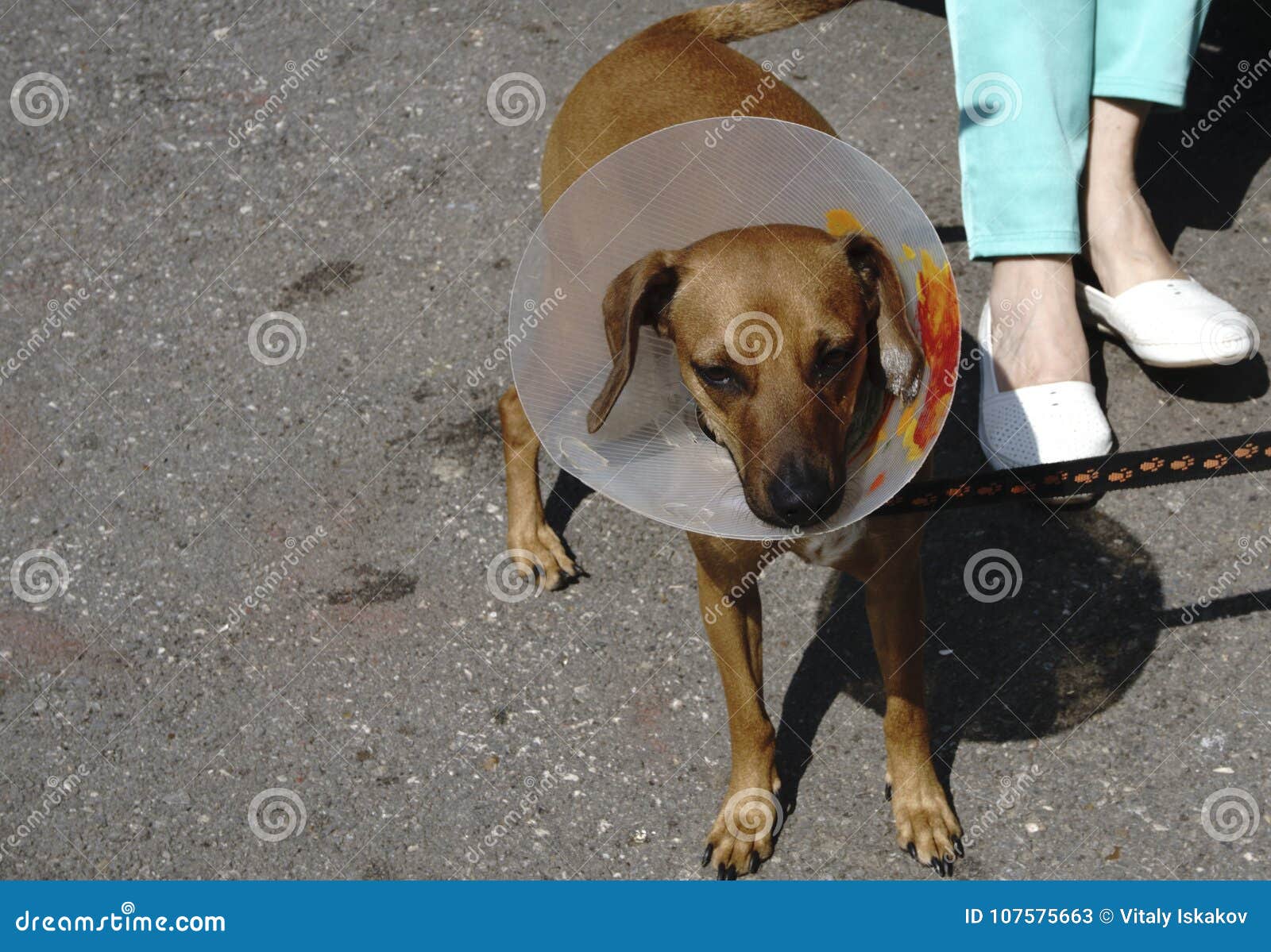 Brown Dog with a Collar on the Head from Scratching Stock Image Image