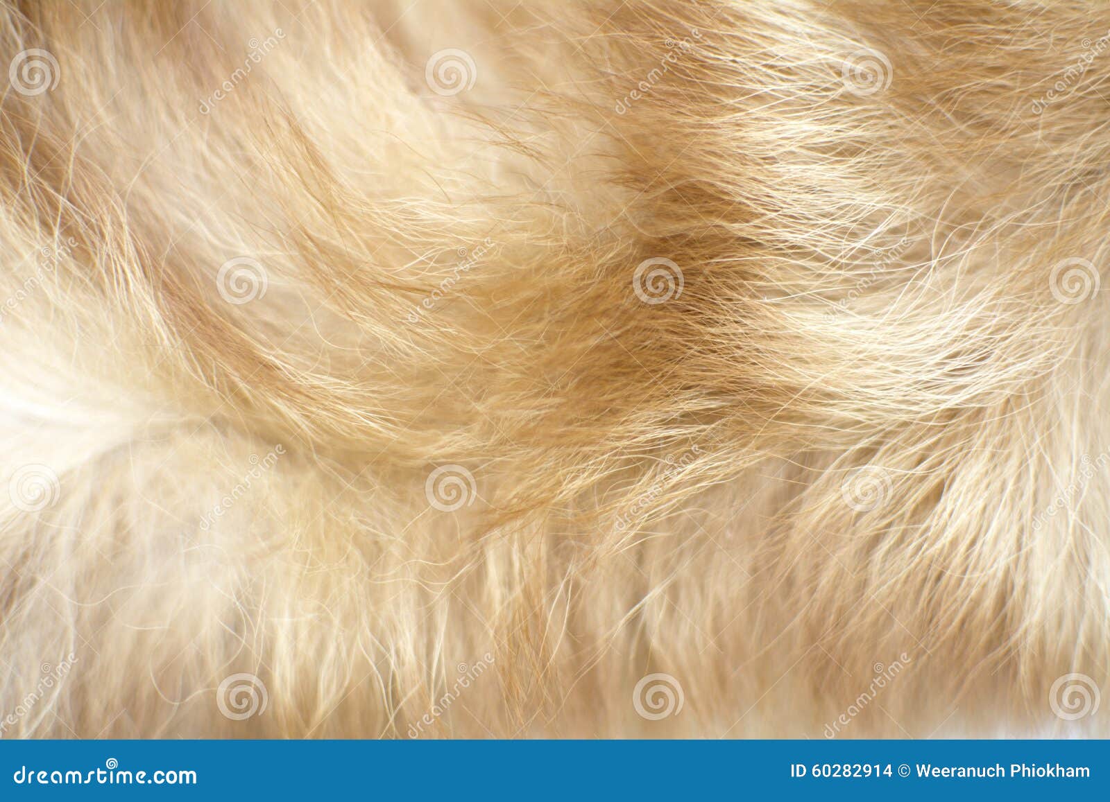 Brown dog fur background stock photo. Image of hairy 60282914