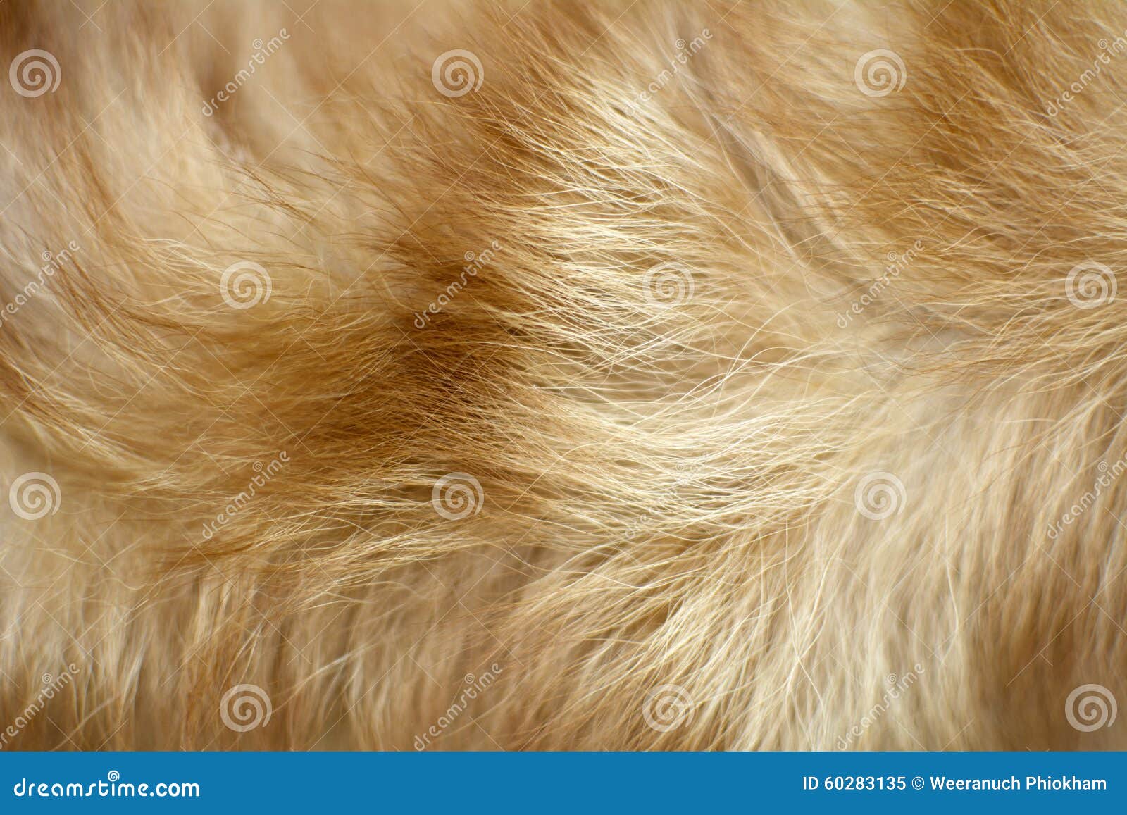 Brown Fur Stock Photos, Images and Backgrounds for Free Download