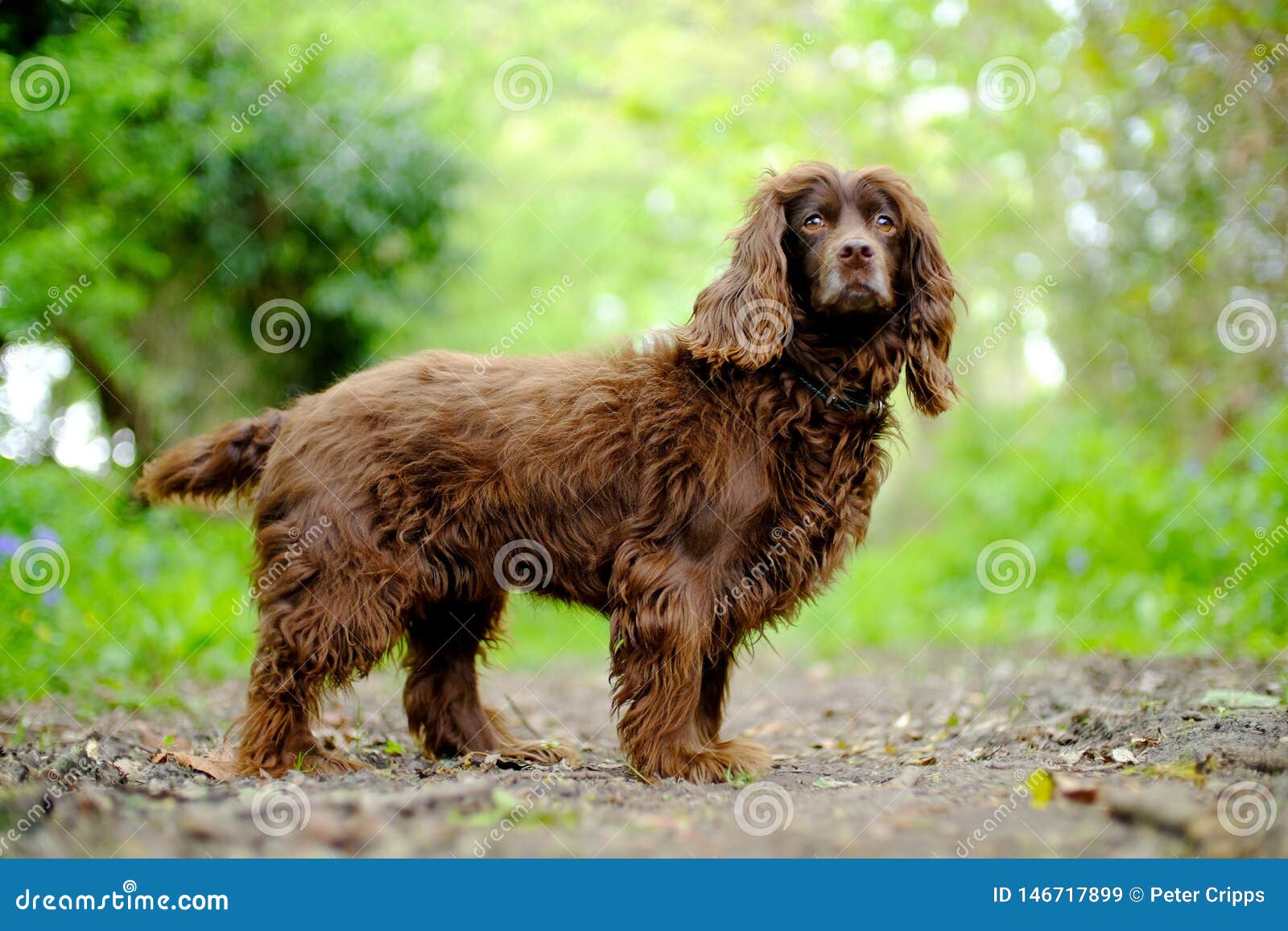 hairy cocker spaniel