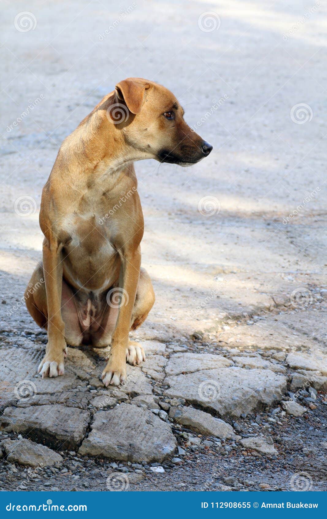 asian ridgeback