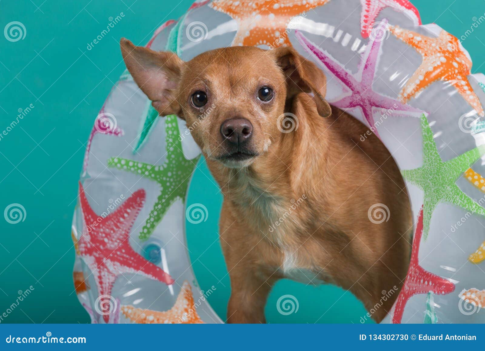 inflatable ring for dogs neck