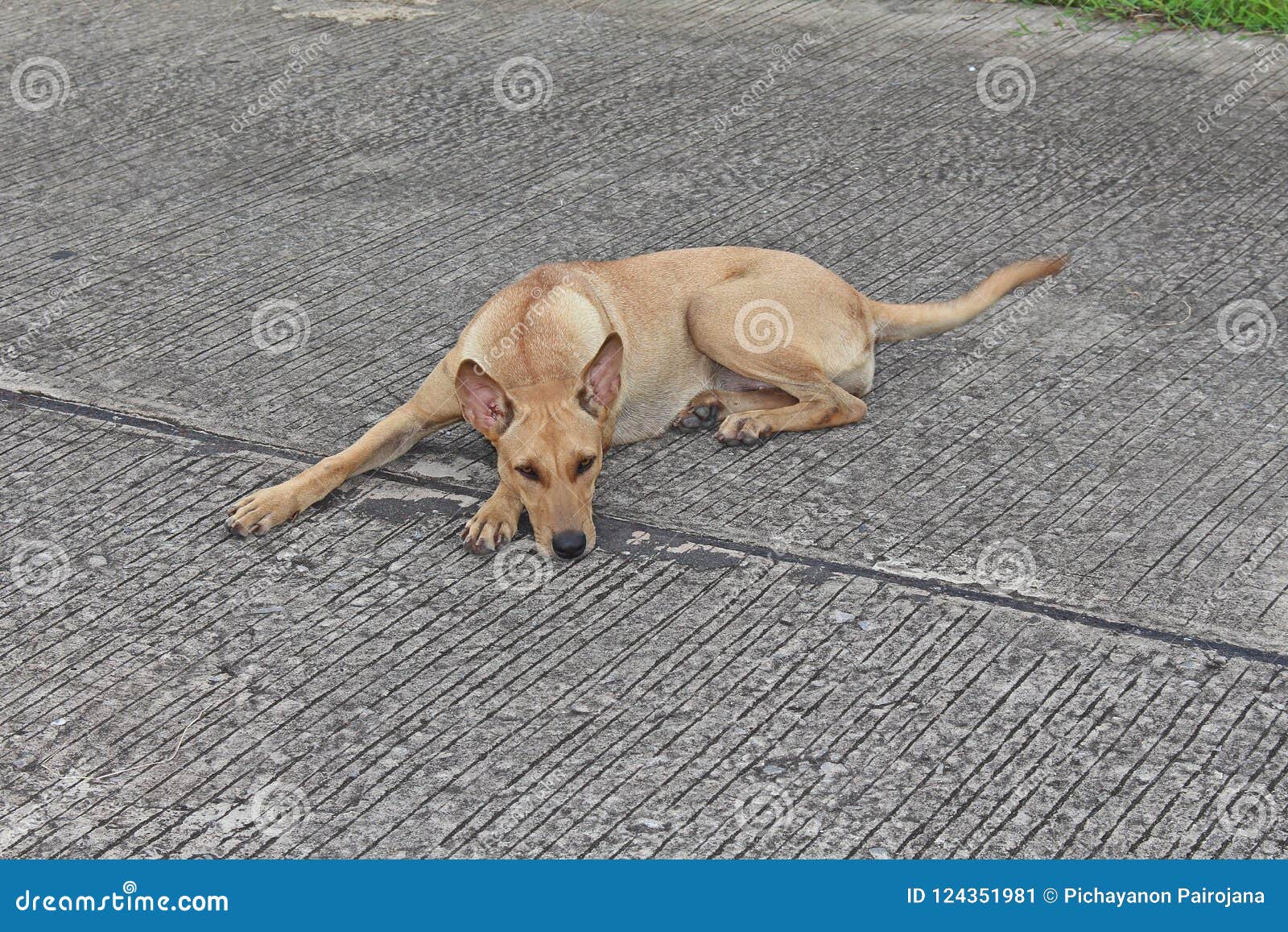 The Brown Dog Lies Down on Ground. Stock Image Image of ground