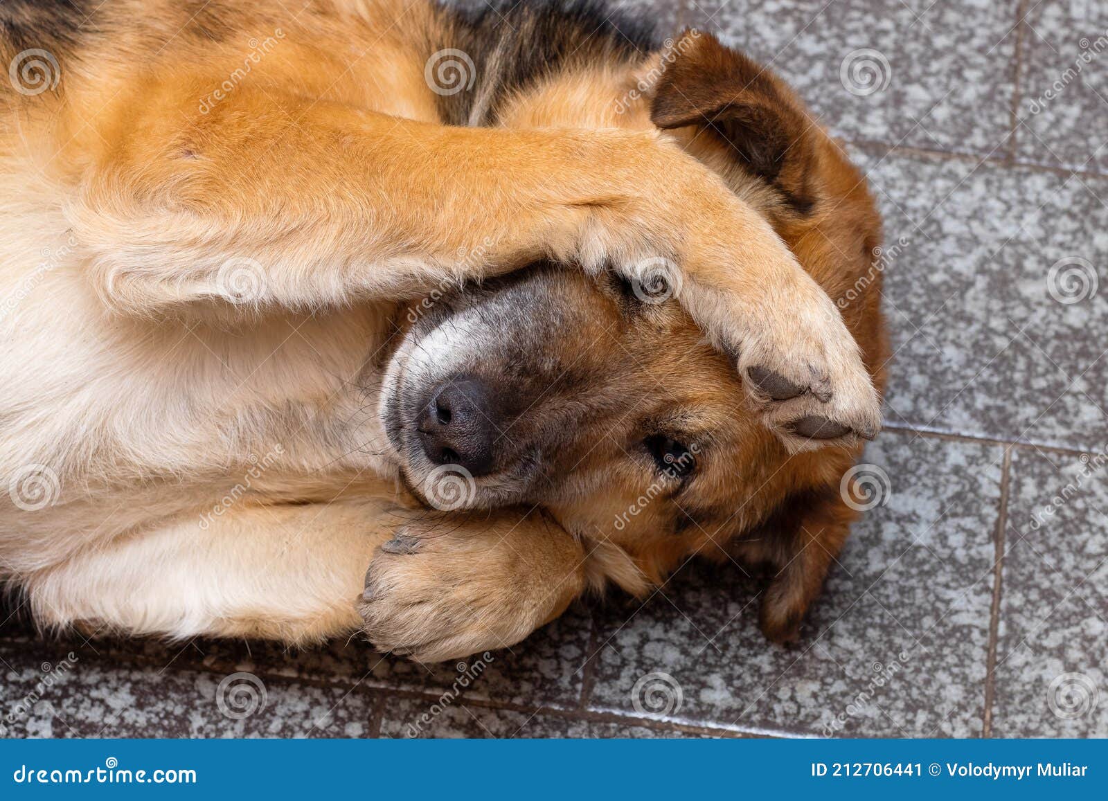 a brown dog lies in a room on the floor and closes his eyes with his paws. the concept of shame