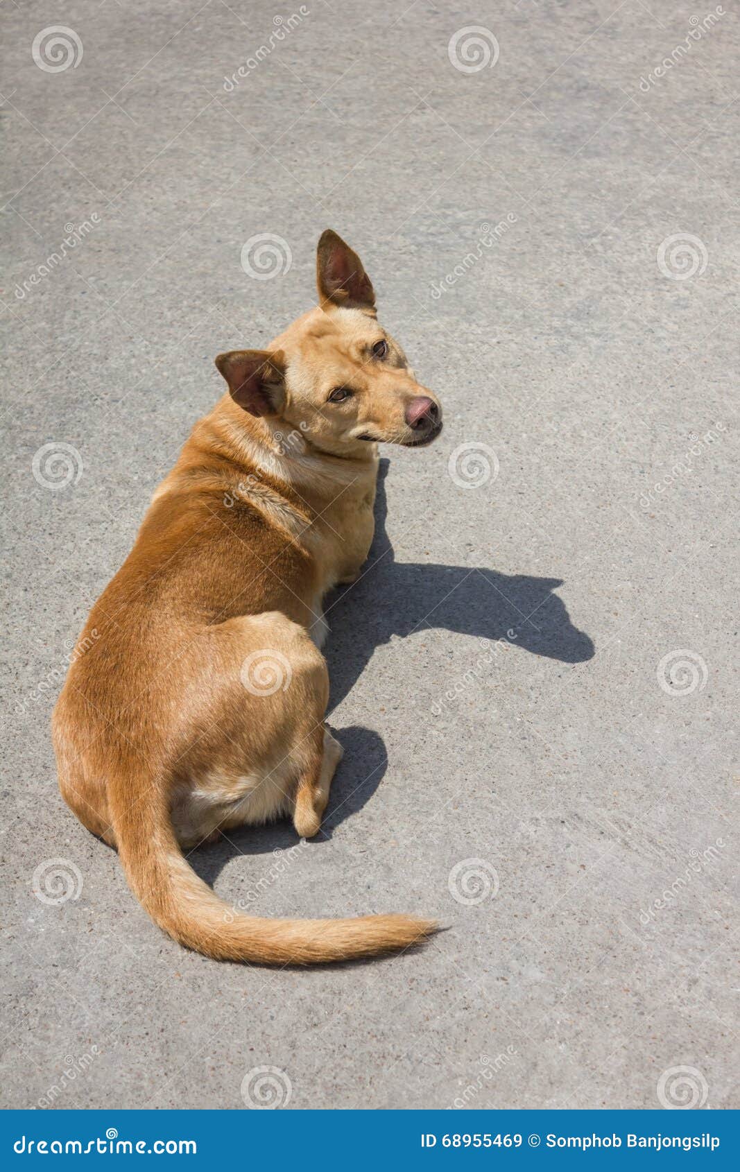 Brown Dog Sleep on the Cement. Stock Image Image of lying, sleep