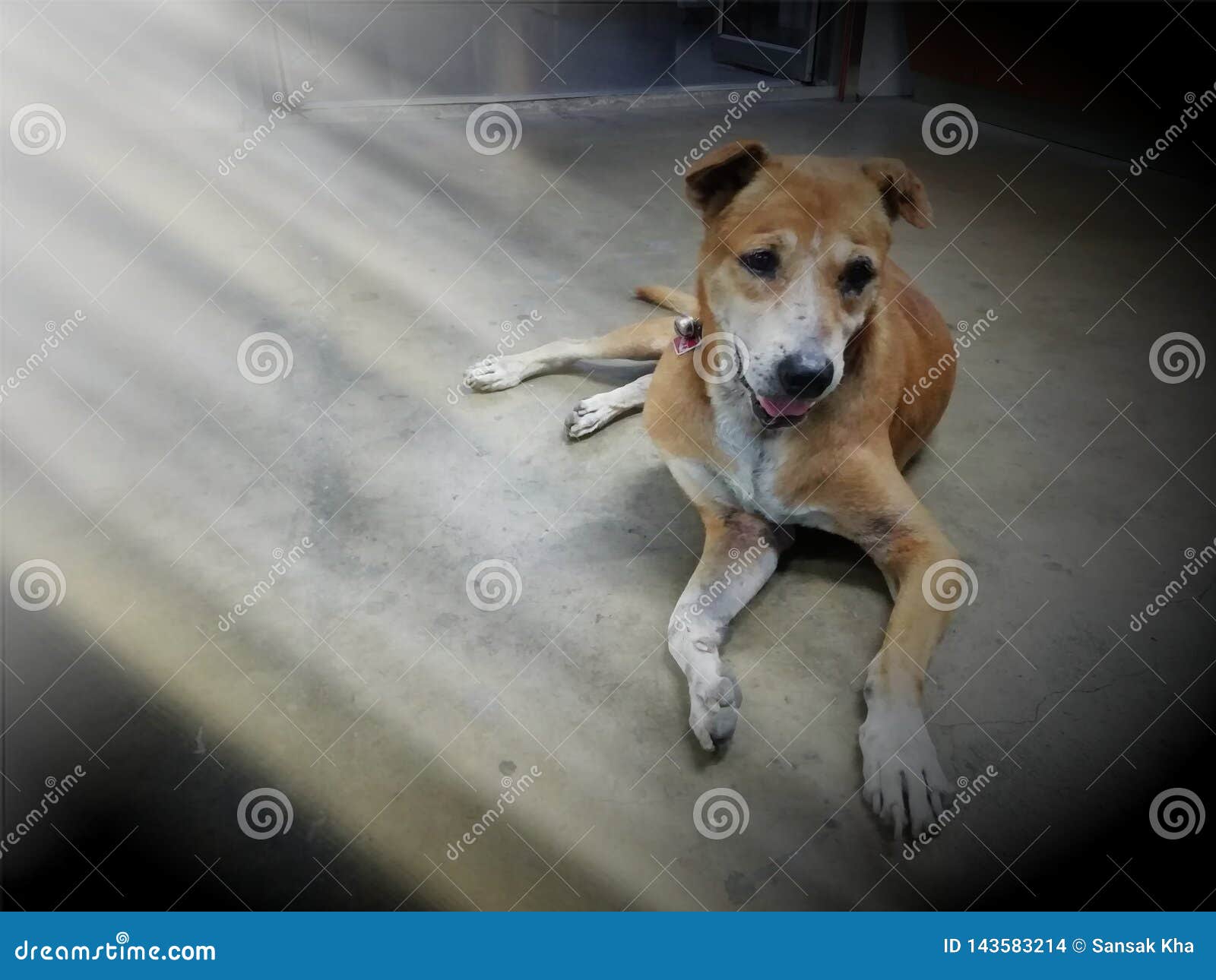 A Brown Dog Sleeps Quietly on the Floor Stock Photo Image of