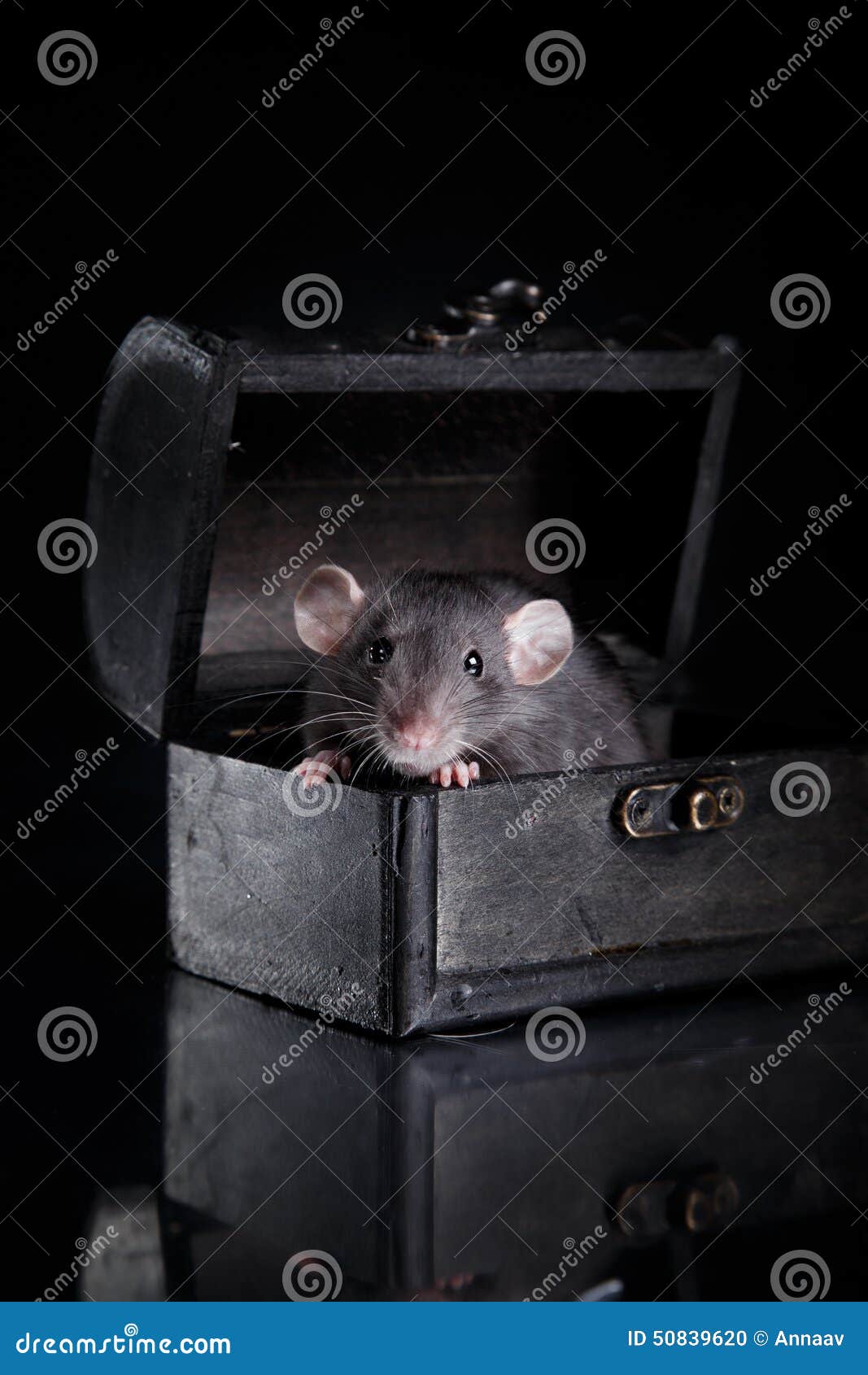 download blek rat for free download blek rat for free
