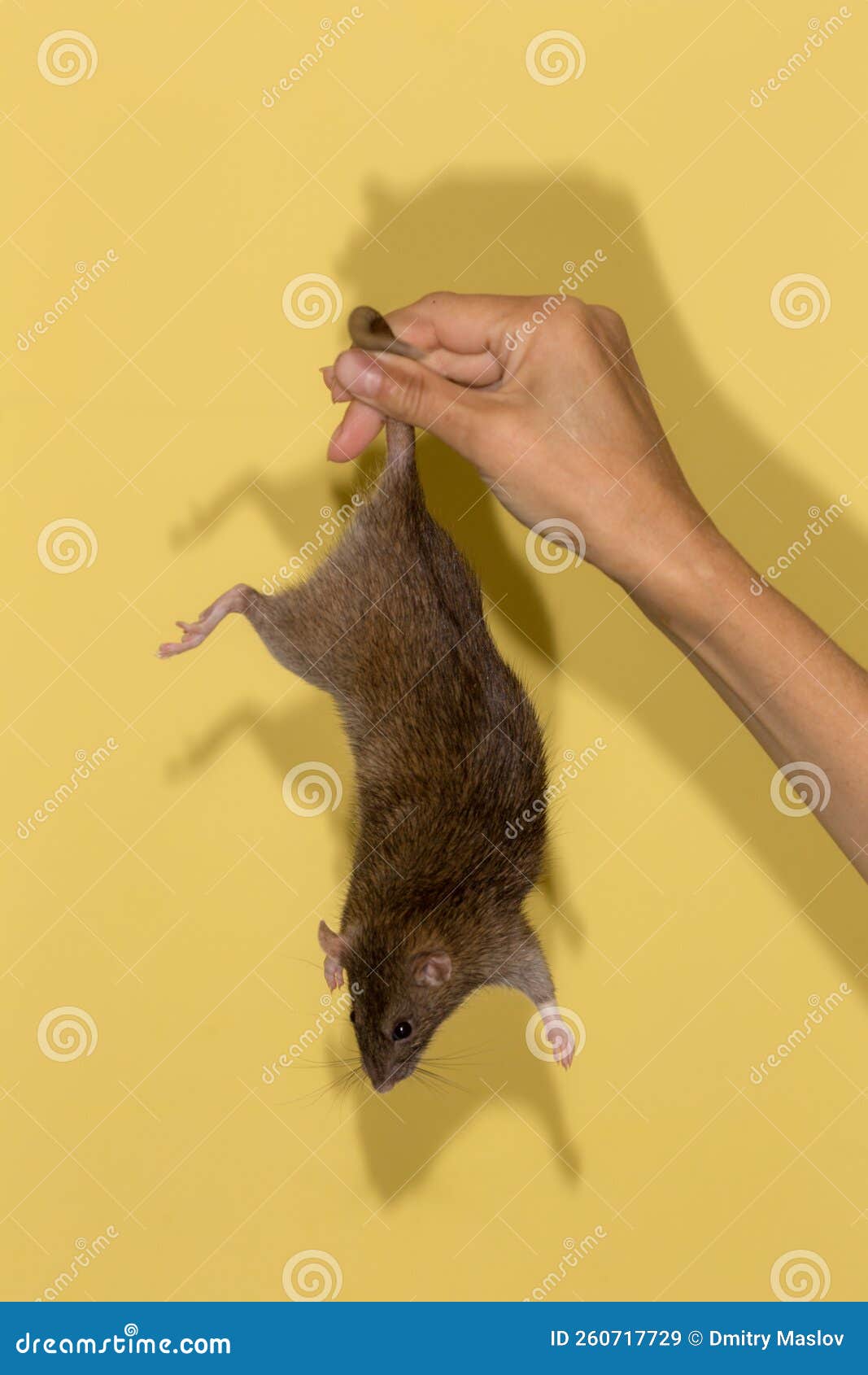 Brown Domestic Rat Hanging on Its Tail Stock Image Image of whisker
