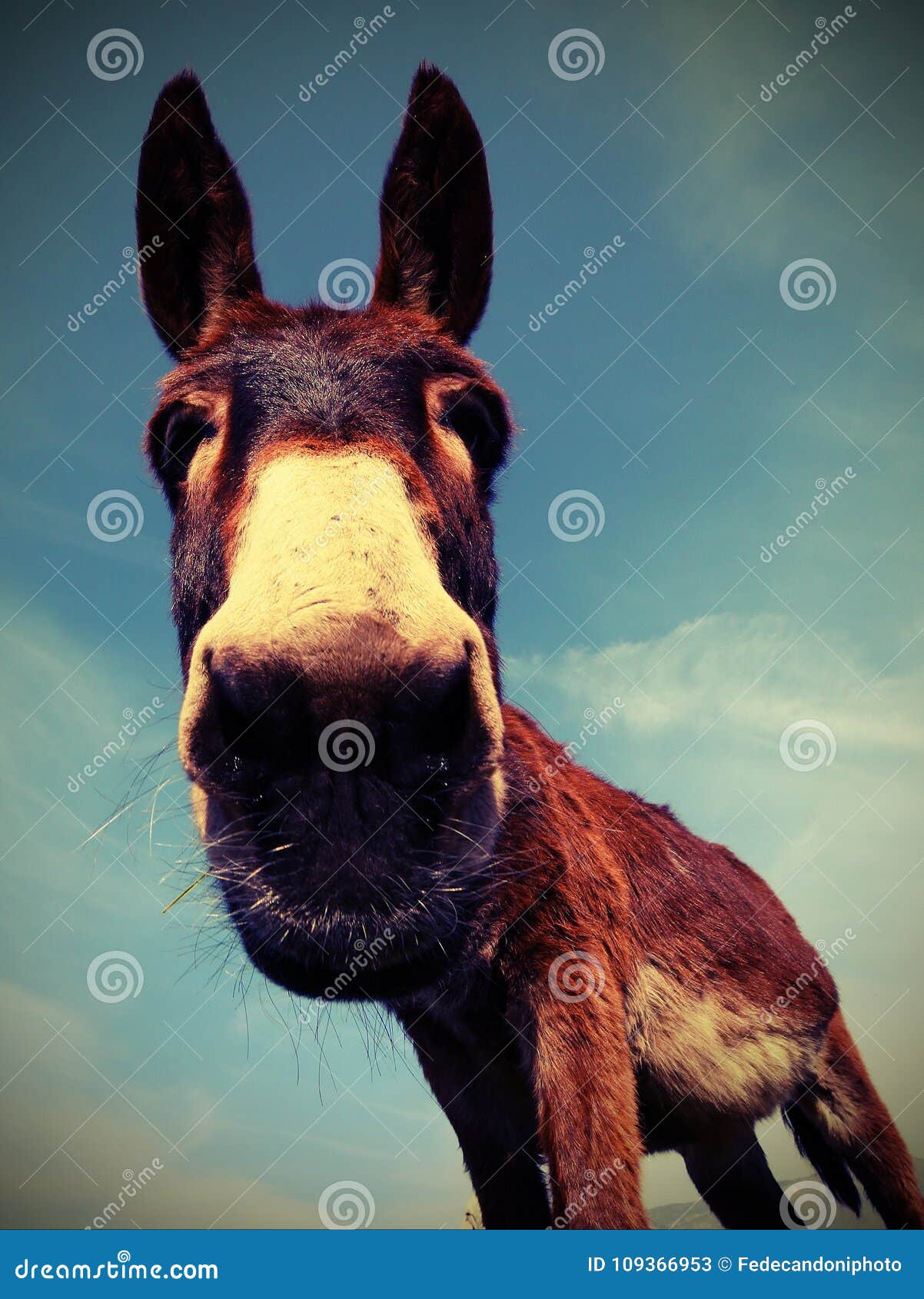 brown donkey with long ears photographed with a fisheye lens