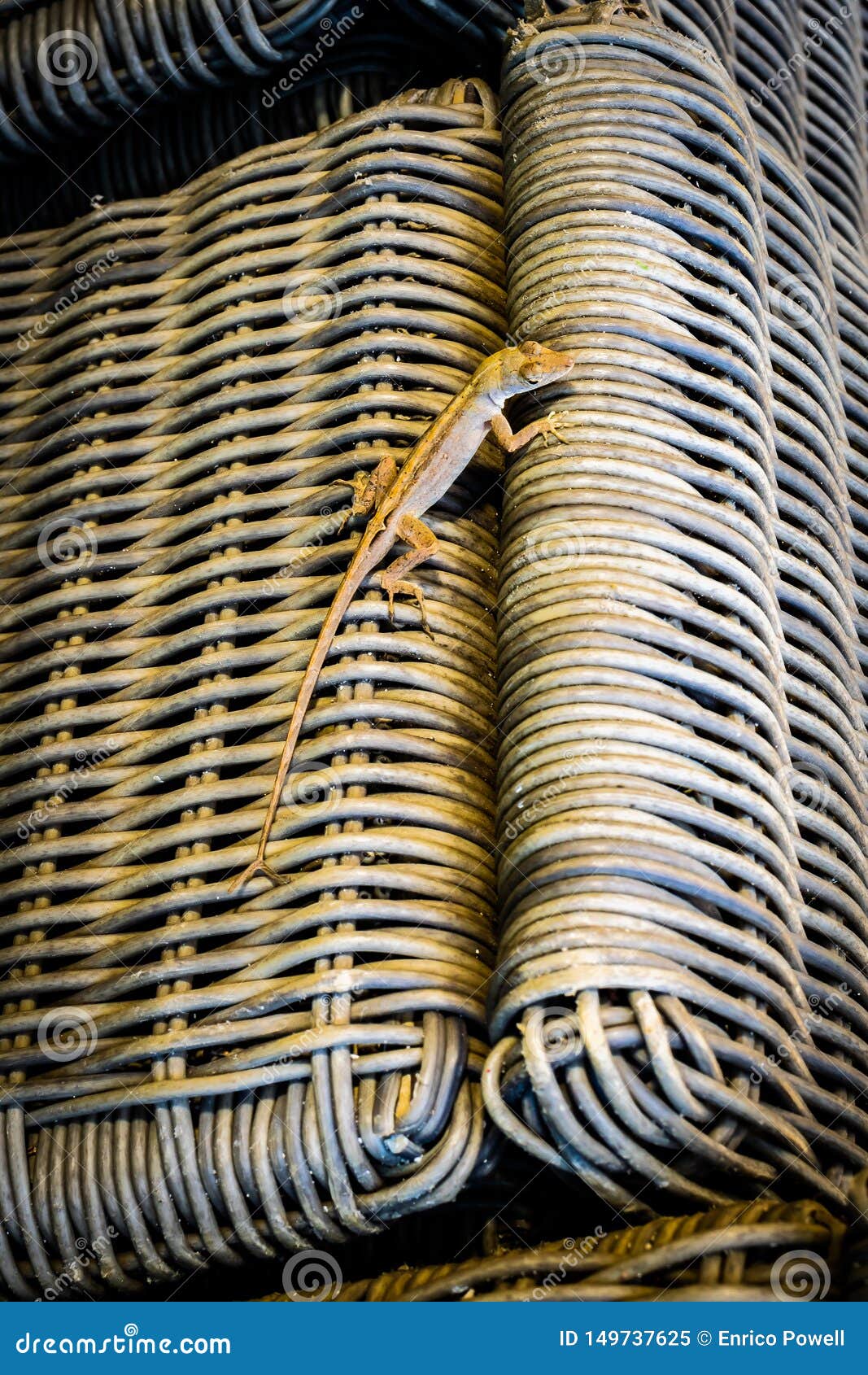 Brown Double Tail Wall Lizard Crawling on Wicker Straw Woven Chair