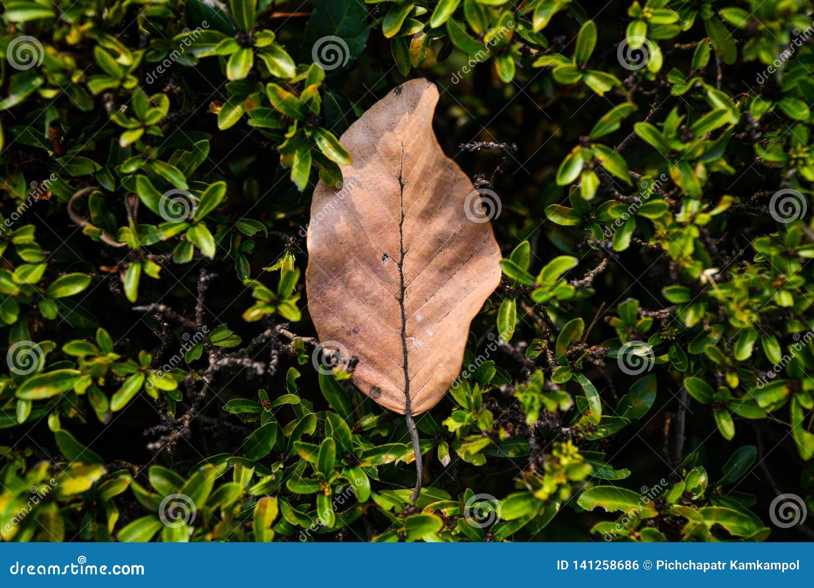 Brown Dry Leaf, Green Leaves and Tree Branch Under the Sunlight. Stock  Photo - Image of leaf, shadow: 141258686