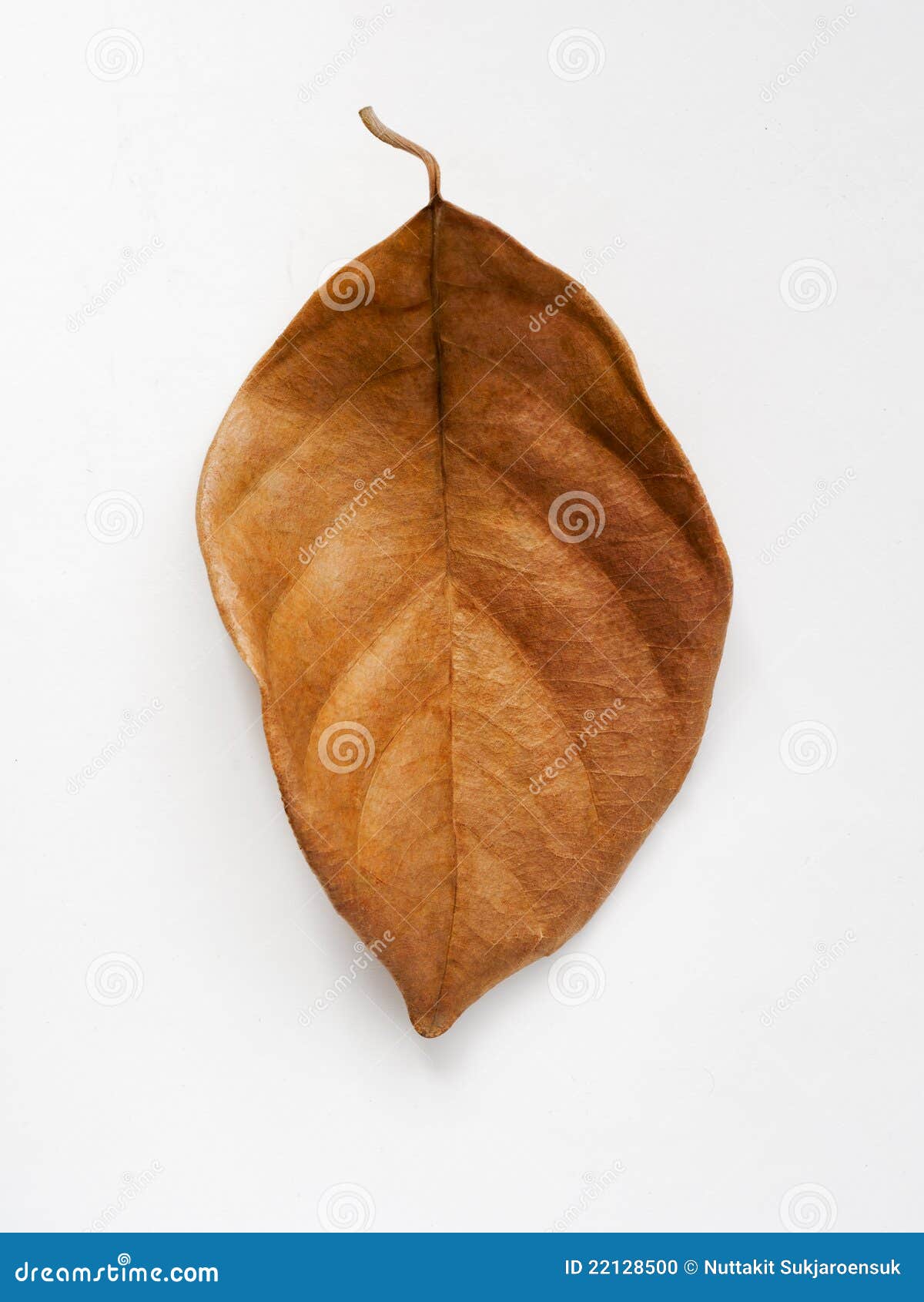 Brown Dry Leaf on a White Background Stock Photo - Image of nature,  texture: 22128500