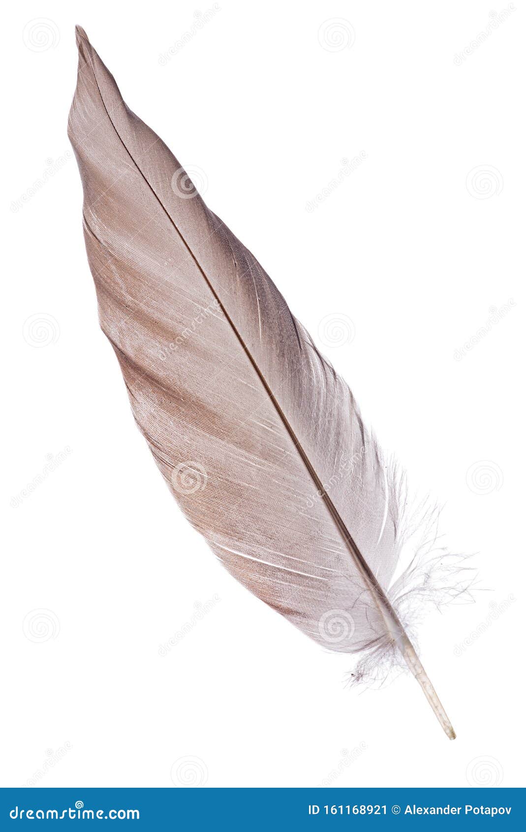 Brown Feather Background Stock Photo - Download Image Now - Feather, Duck -  Bird, Textured - iStock