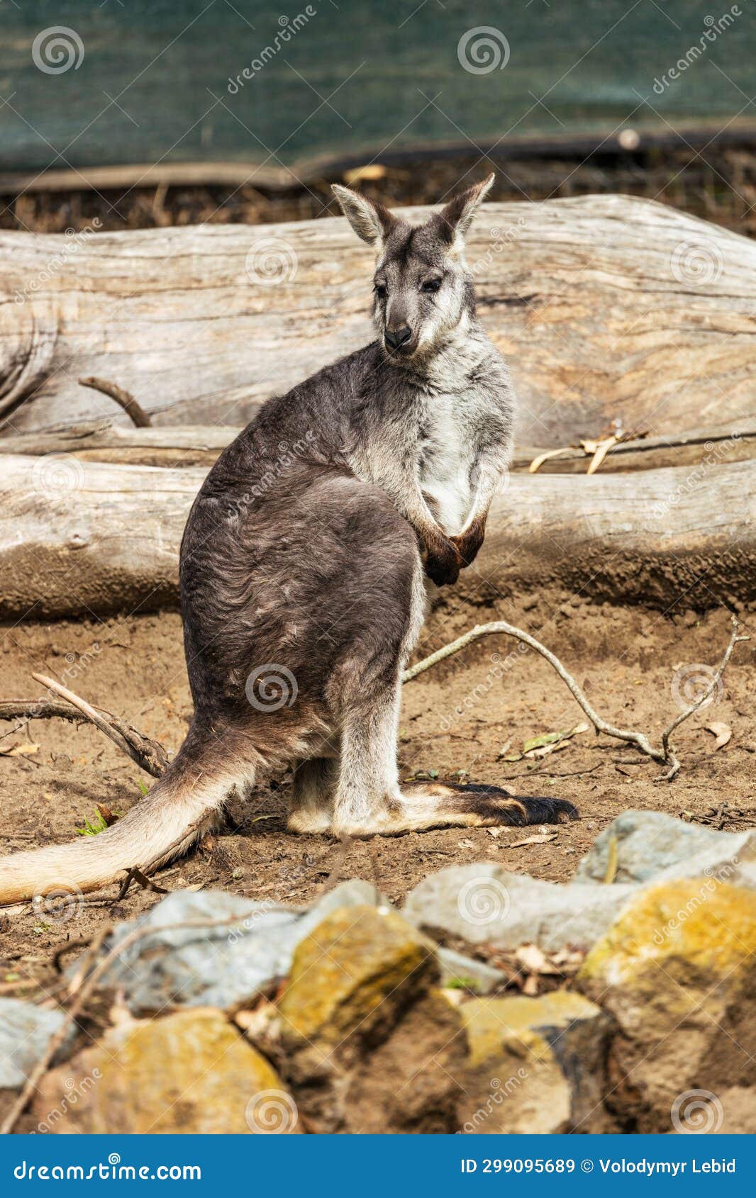 Brown Dwarf Kangaroo Sitting in the Park Stock Image - Image of looking,  young: 299095689, image size:1066x1690