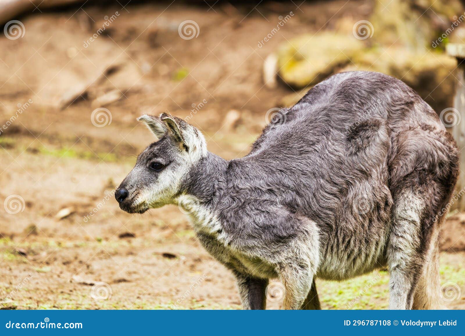 Dwarf Kangaroos Stock Photos - Free \u0026 Royalty-Free Stock Photos from  Dreamstime, image size:1600x1156