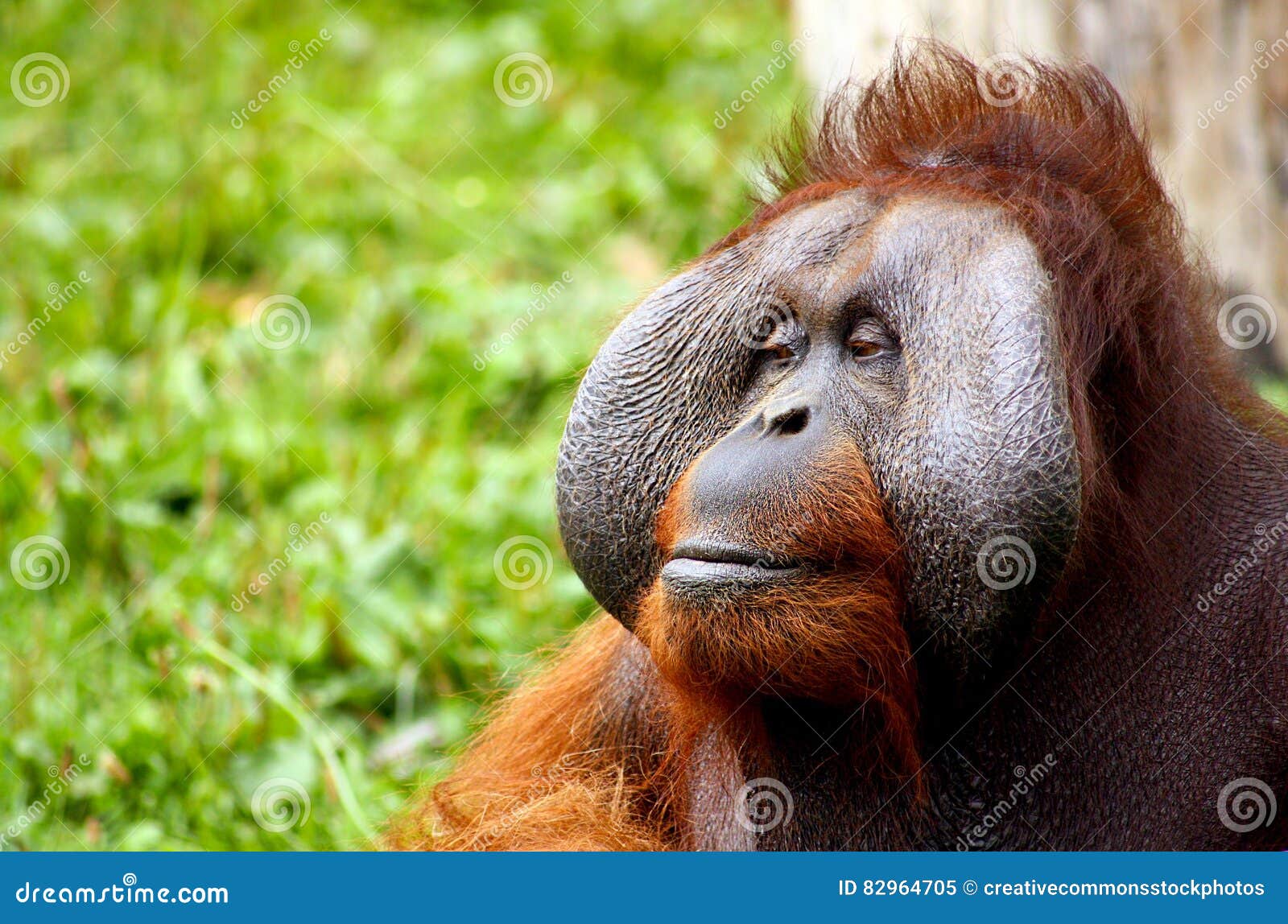 Desenho de cara de macaco  Vectores de Domínio Público