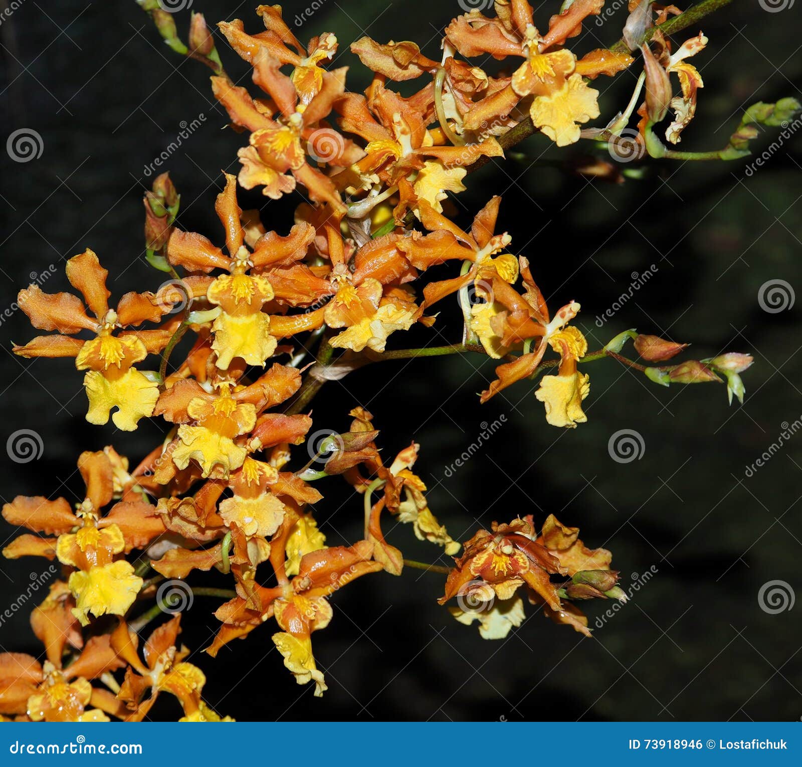 Brown E Orquídea Amarela De Oncidium Foto de Stock - Imagem de amarelo,  tropical: 73918946