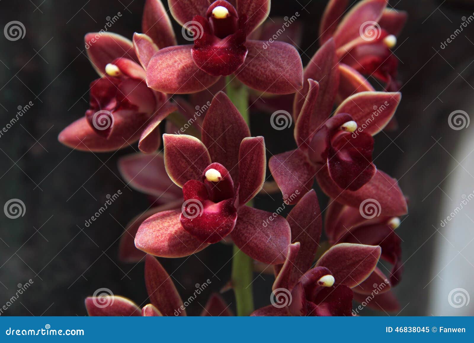 Brown E Orquídea Vermelha (Cymbidium Híbrido) Imagem de Stock - Imagem de  marrom, planta: 46838045