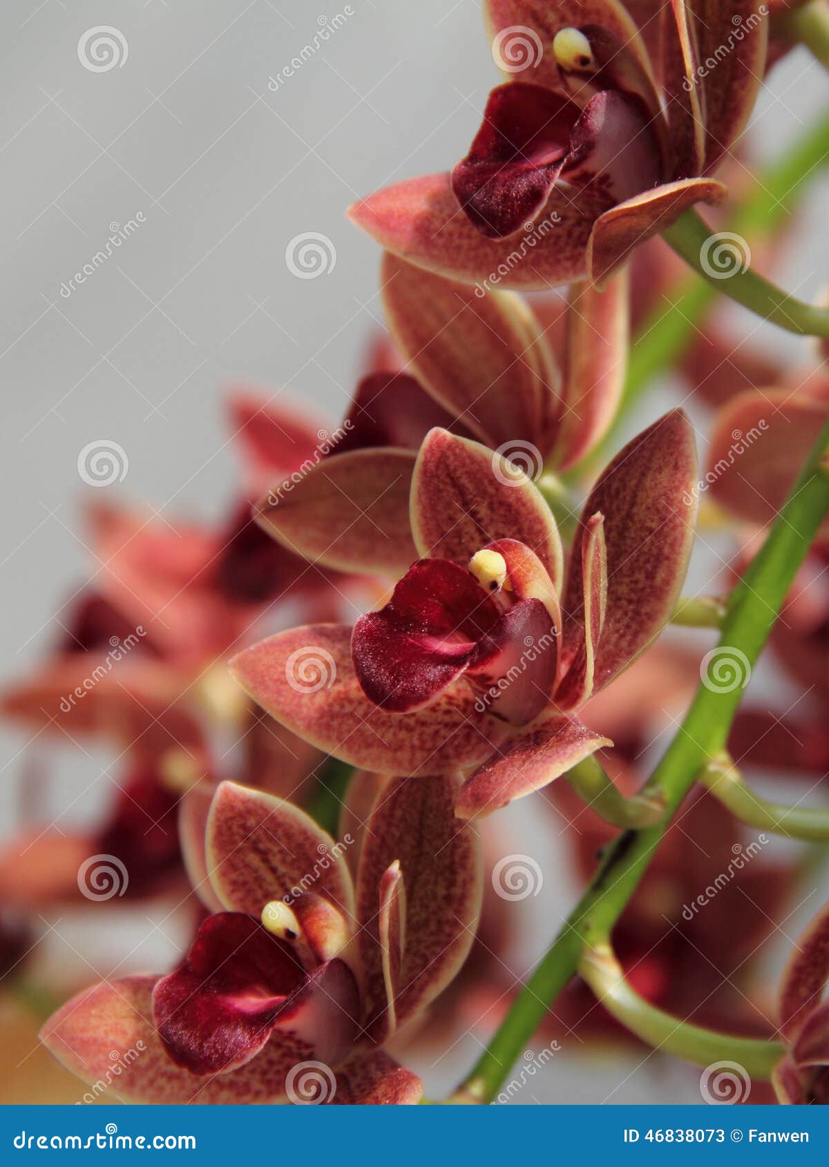 Brown E Orquídea Vermelha (Cymbidium Híbrido) Imagem de Stock - Imagem de  pontos, flor: 46838073