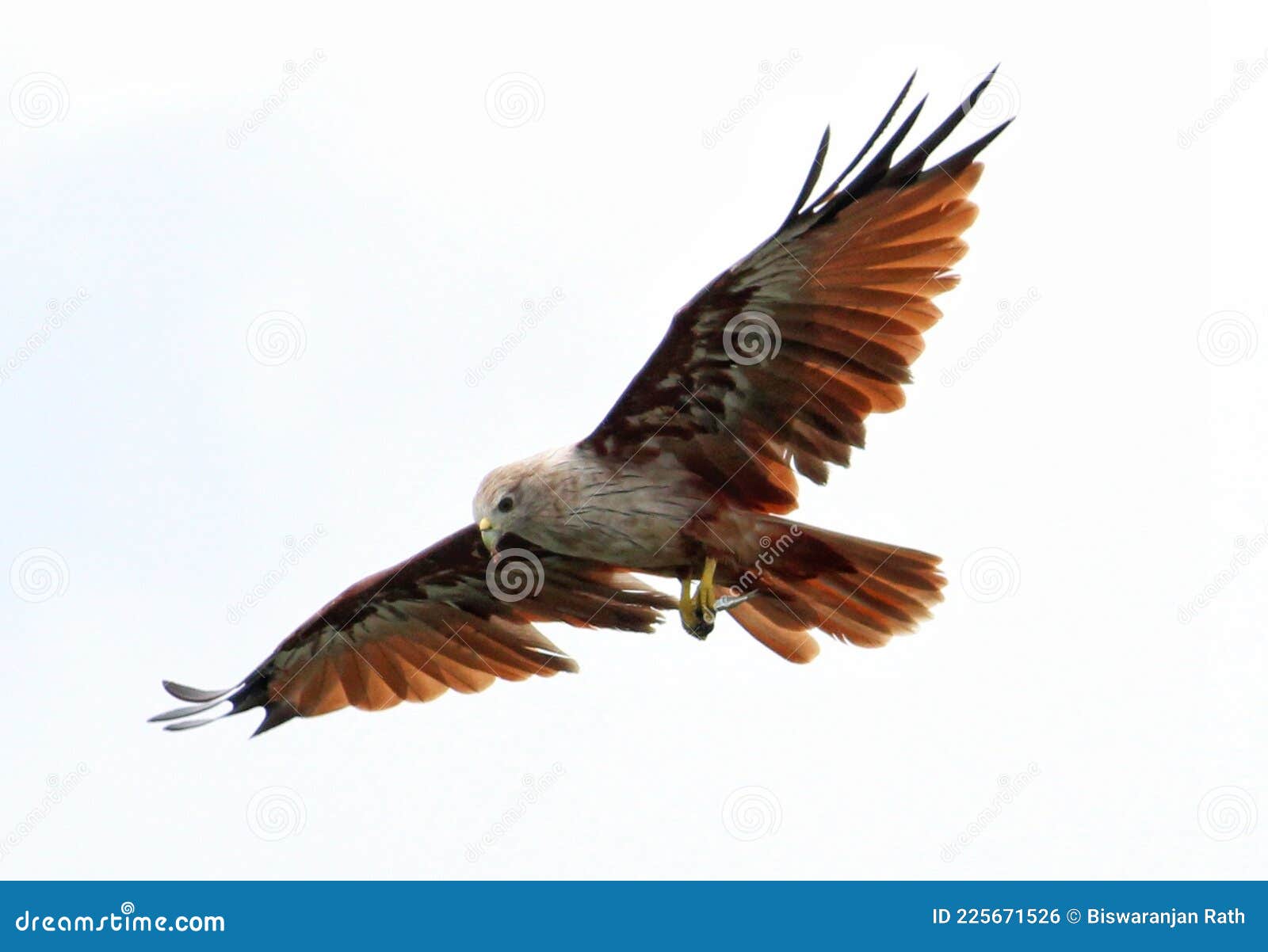 Brown Eagle Flying Majestically in Sky with Wings Open Stock Photo Image of bird, hawk 225671526