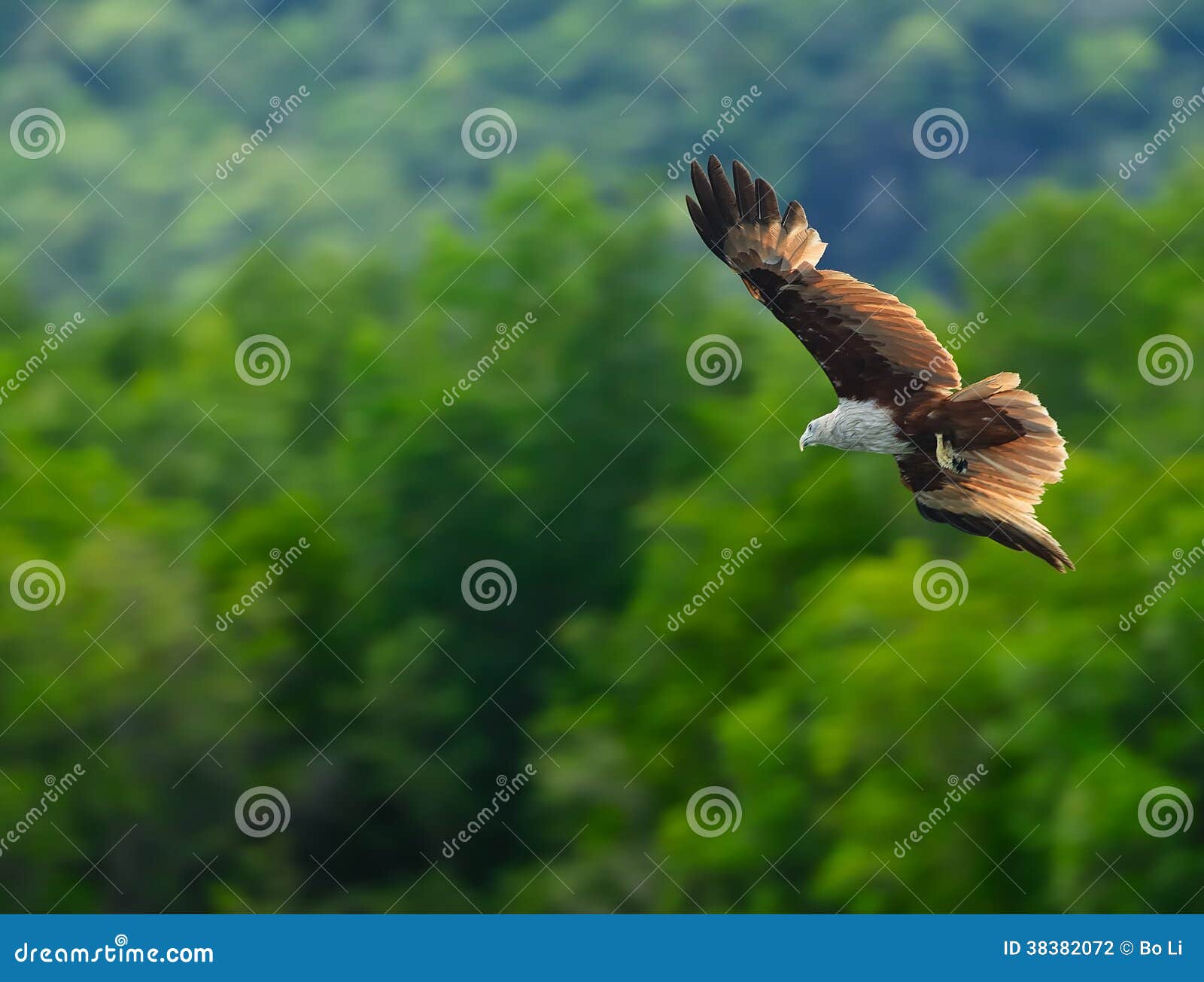 Brown Eagle stock photo. Image of malaysia, fish, prey 38382072