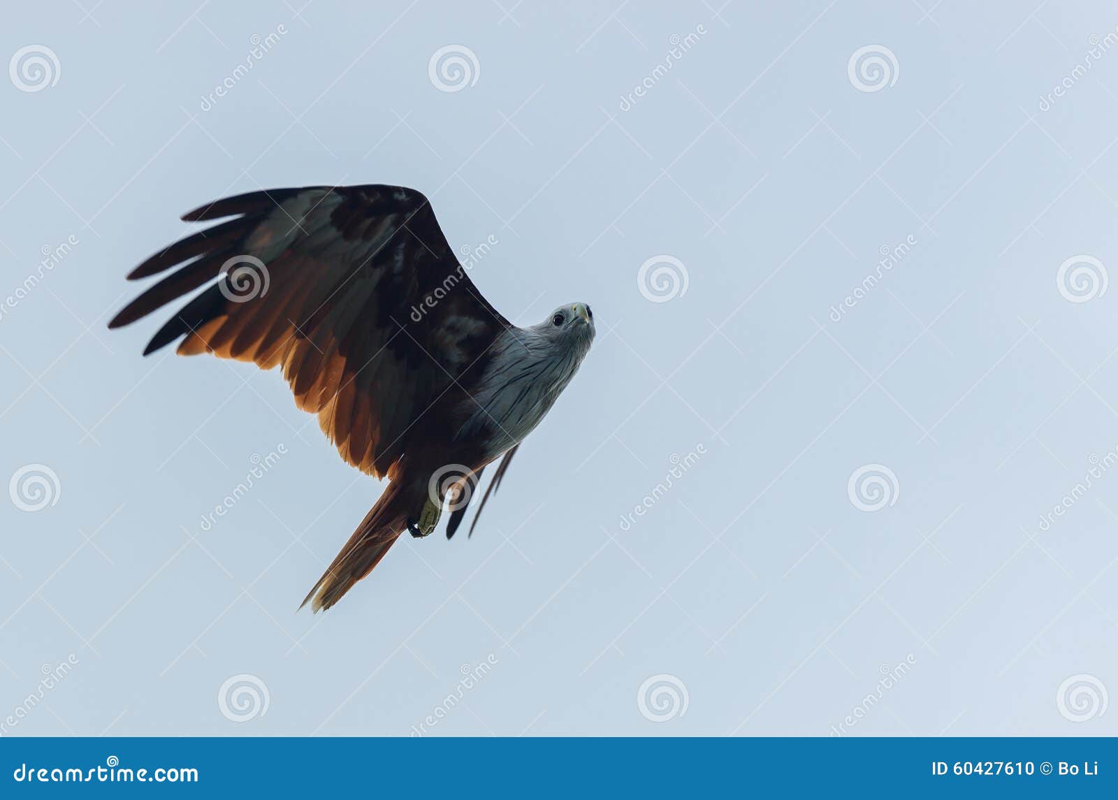 Brown Eagle stock photo. Image of fish, bird, lake, prey 60427610