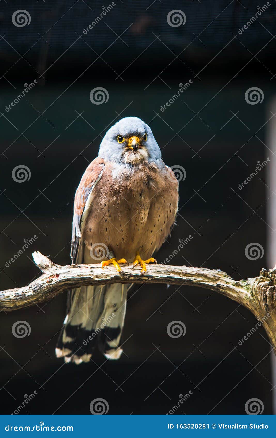 A Brown Eagle is Perched on a Tree Stock Image Image of portrait, animal 163520281