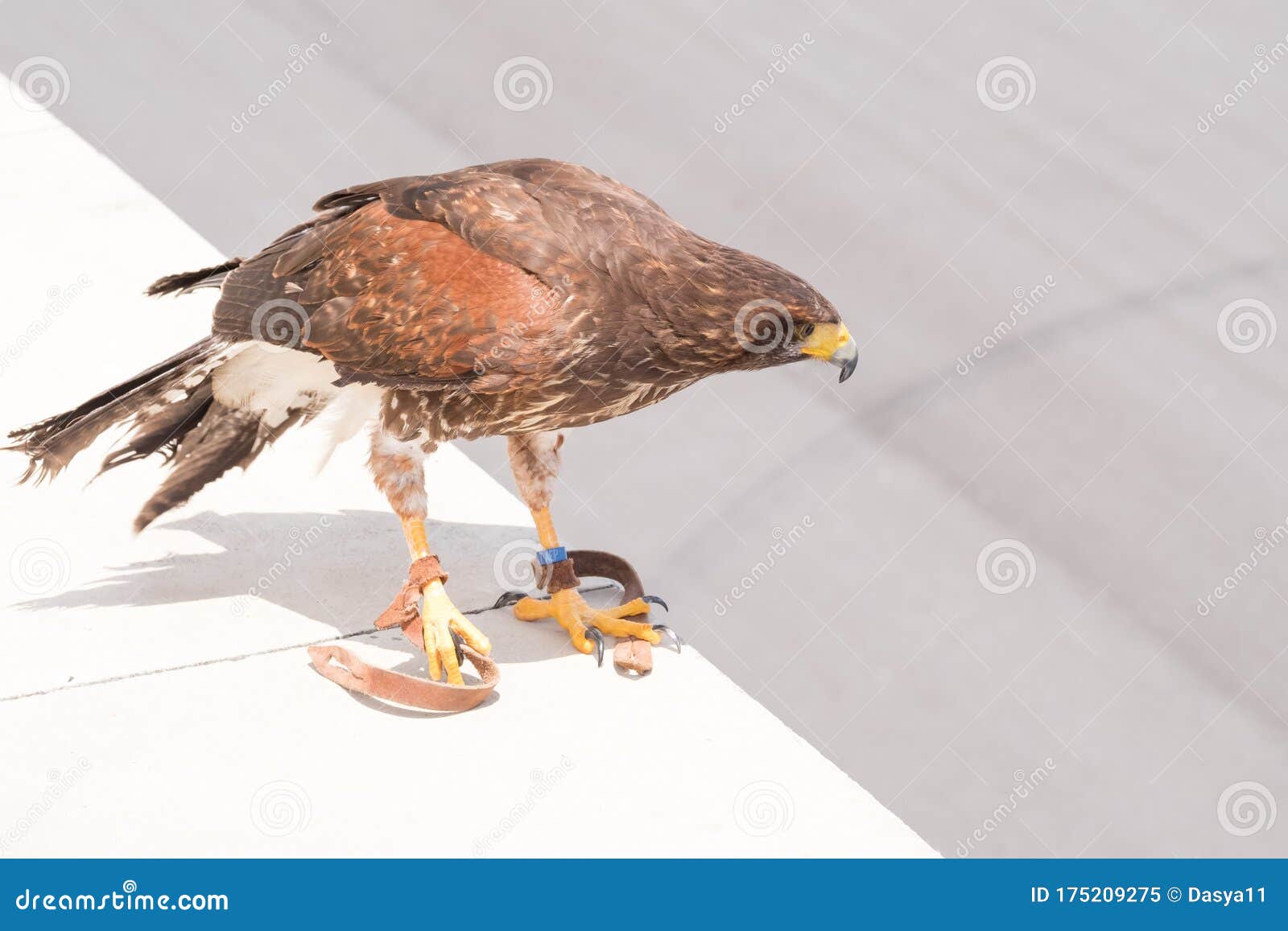 brown eagle is waiting with leather straps on its legs