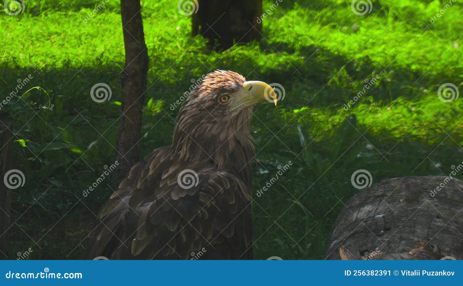 Brown Eagle in the Zoo. Bird of Prey in Nature Closeup Stock Image