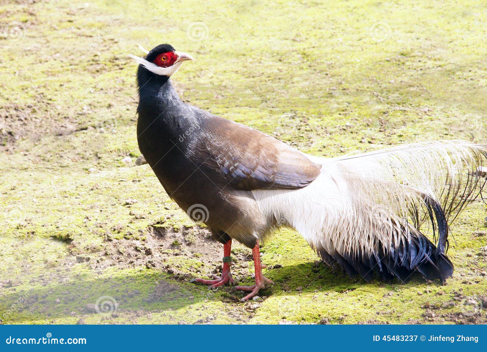 Brown Eared Pheasant stock image. Image of closeup, poultry 45483237